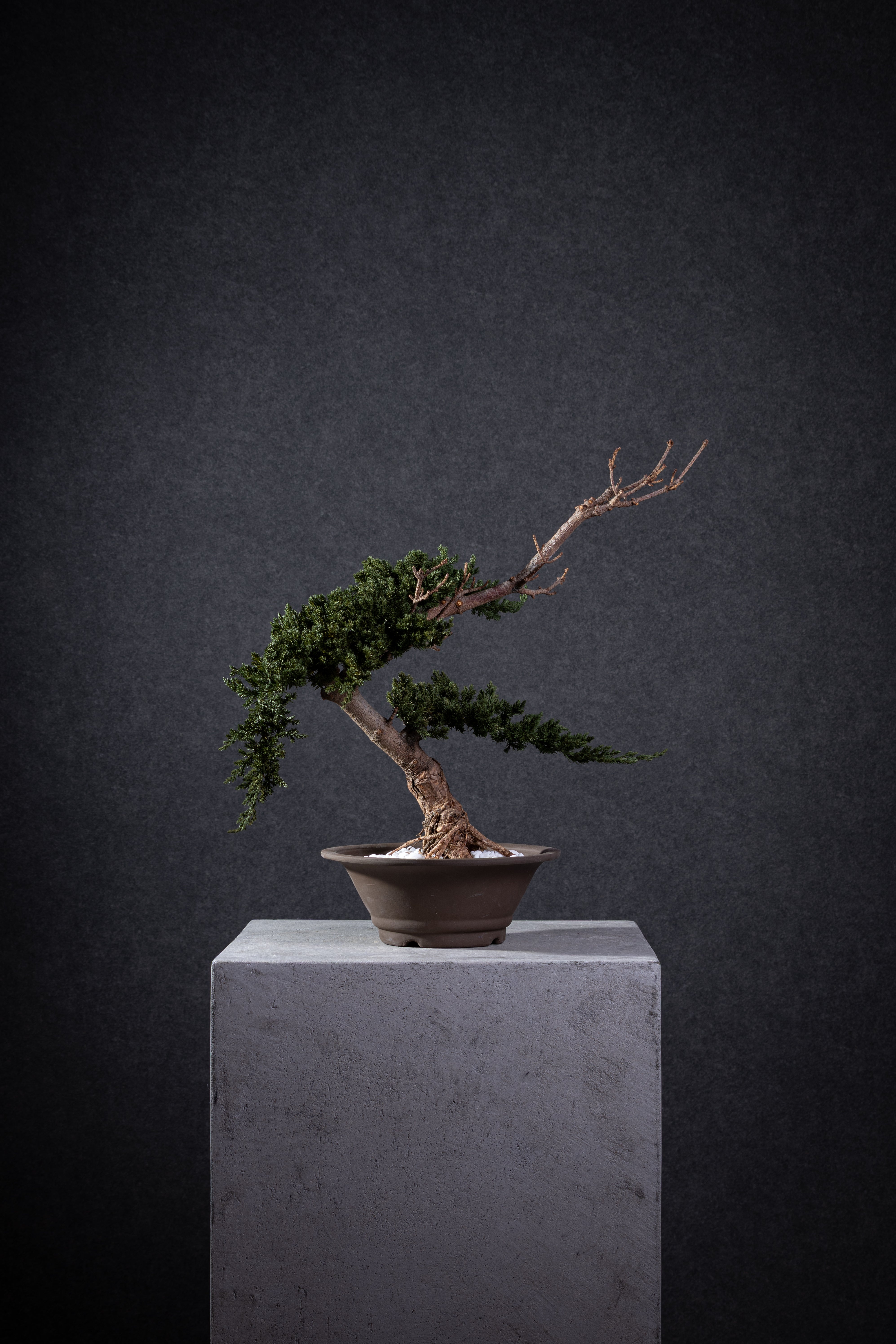 【MEMÉA BONSAI INTERIOR ART 】 M26001