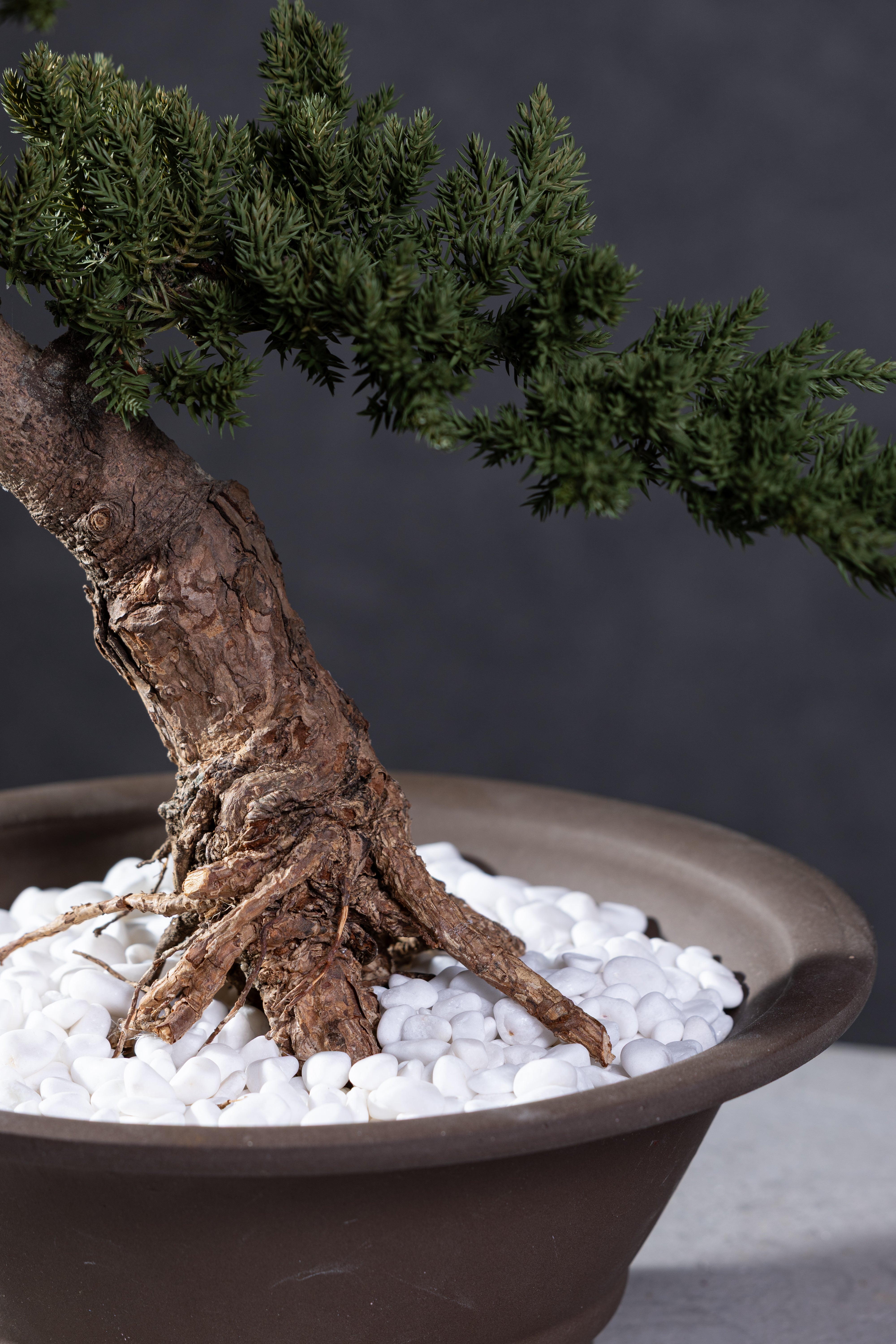 【MEMÉA BONSAI INTERIOR ART 】 M26001