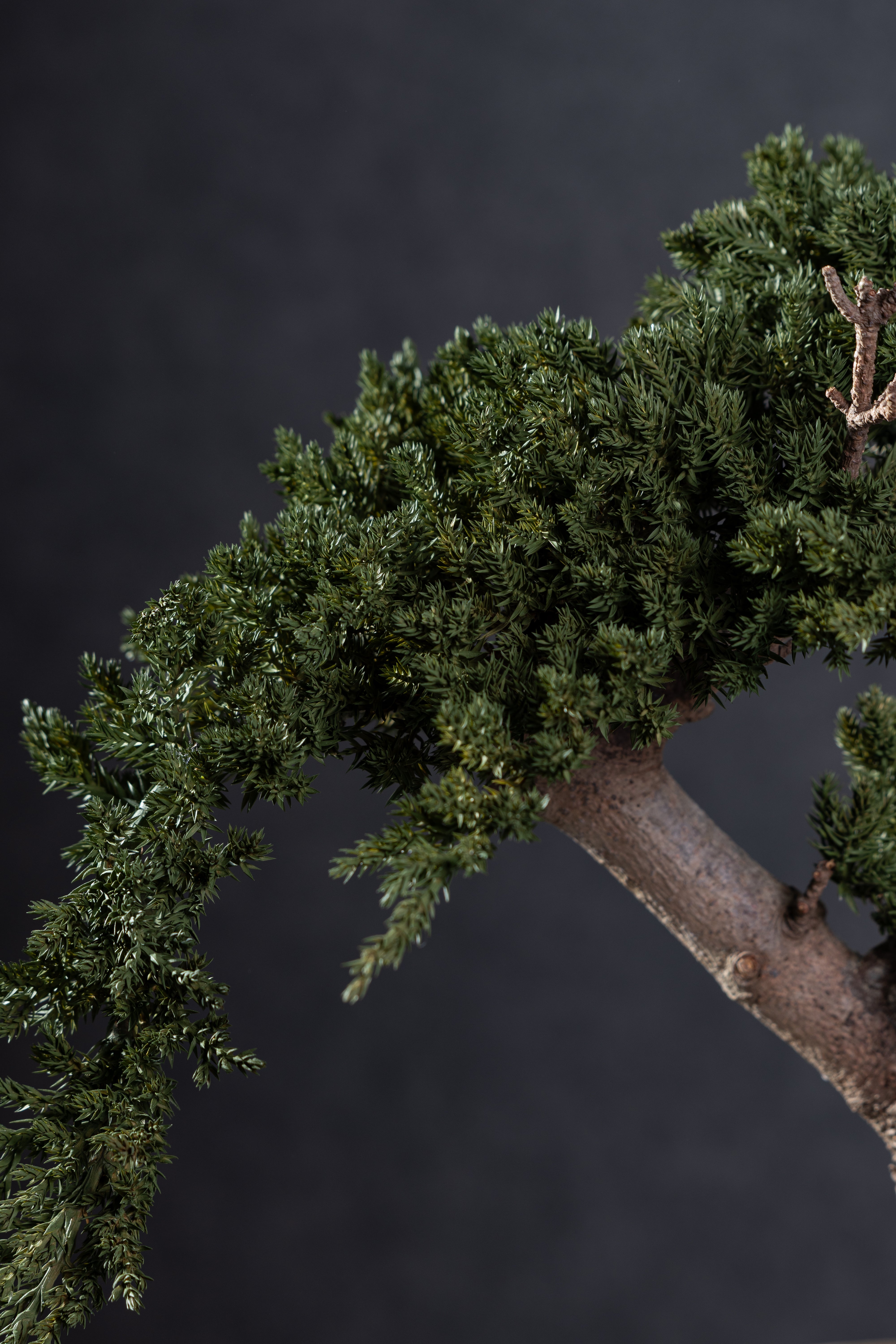 【MEMÉA BONSAI INTERIOR ART 】 M26001