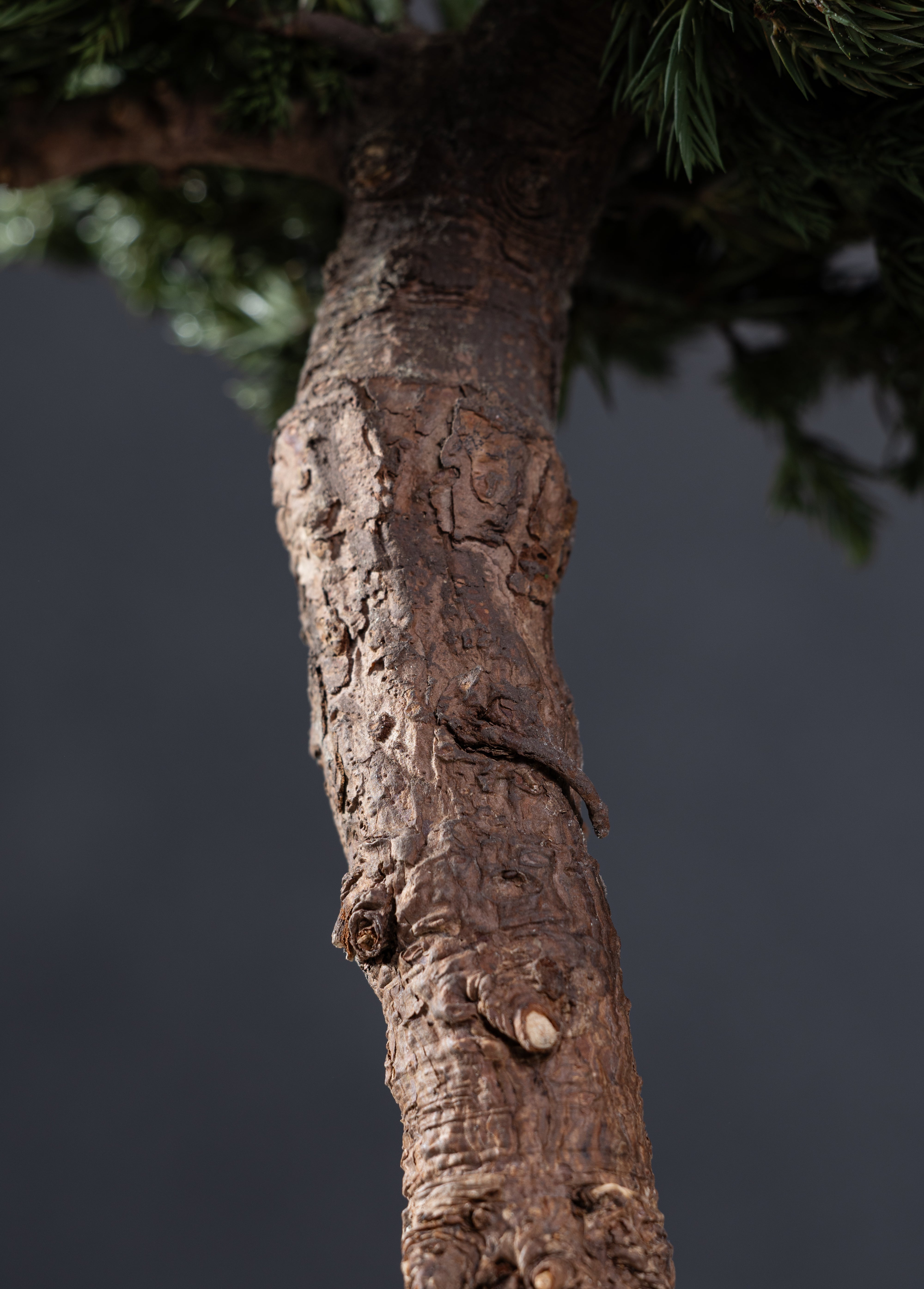 【MEMÉA BONSAI INTERIOR ART 】 M26002