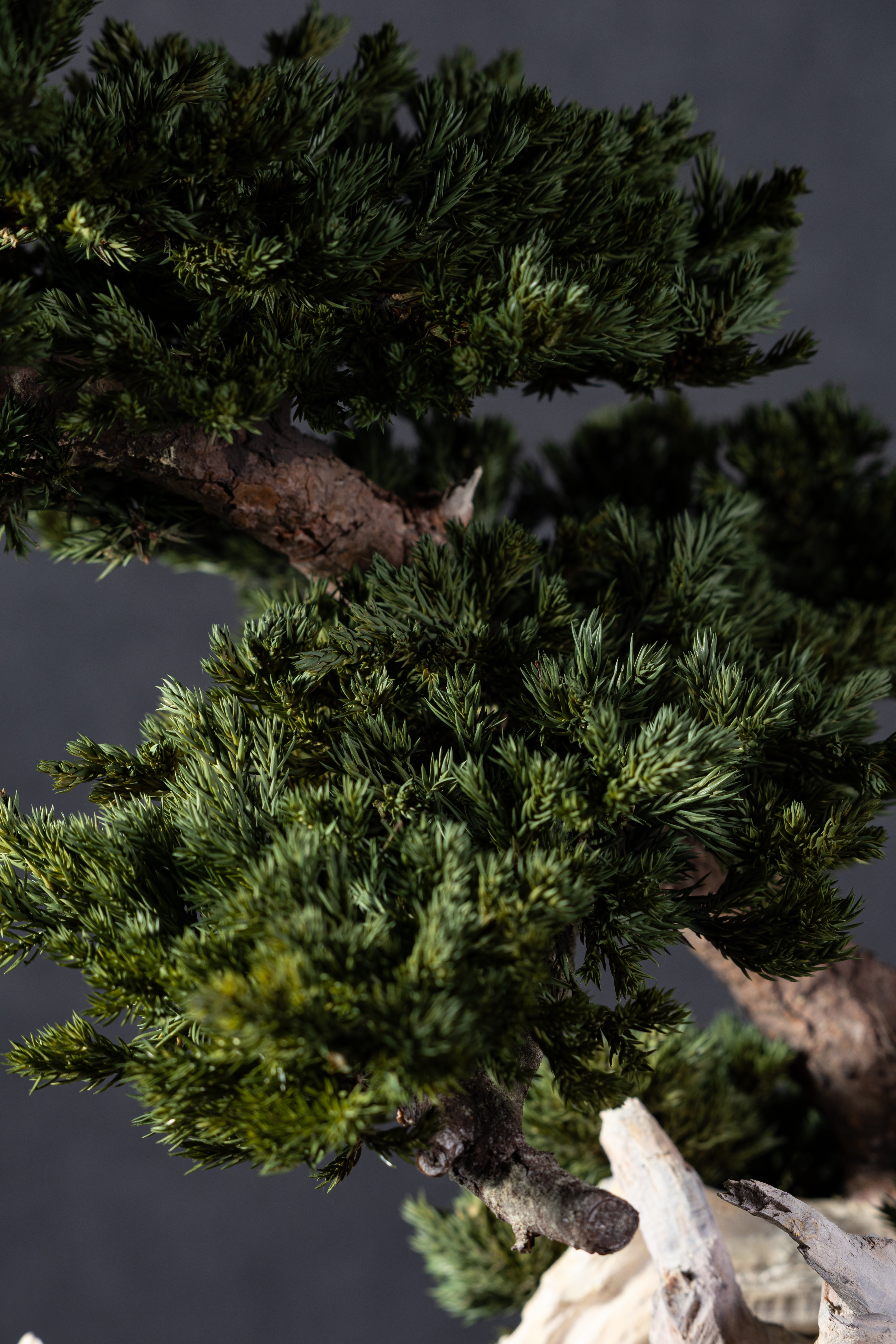 【MEMÉA BONSAI INTERIOR ART 】 L26003