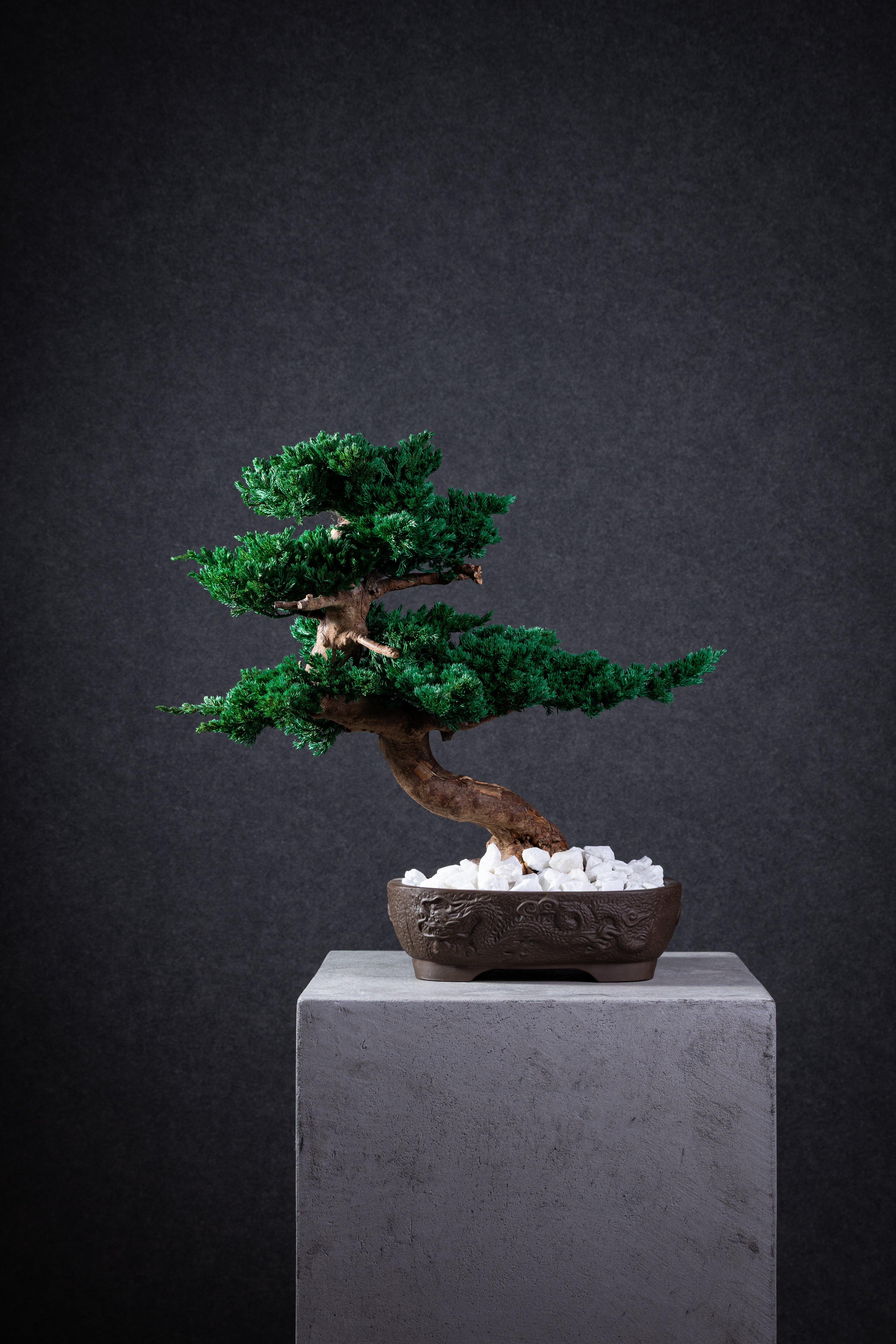 【MEMÉA BONSAI INTERIOR ART 】 L26002