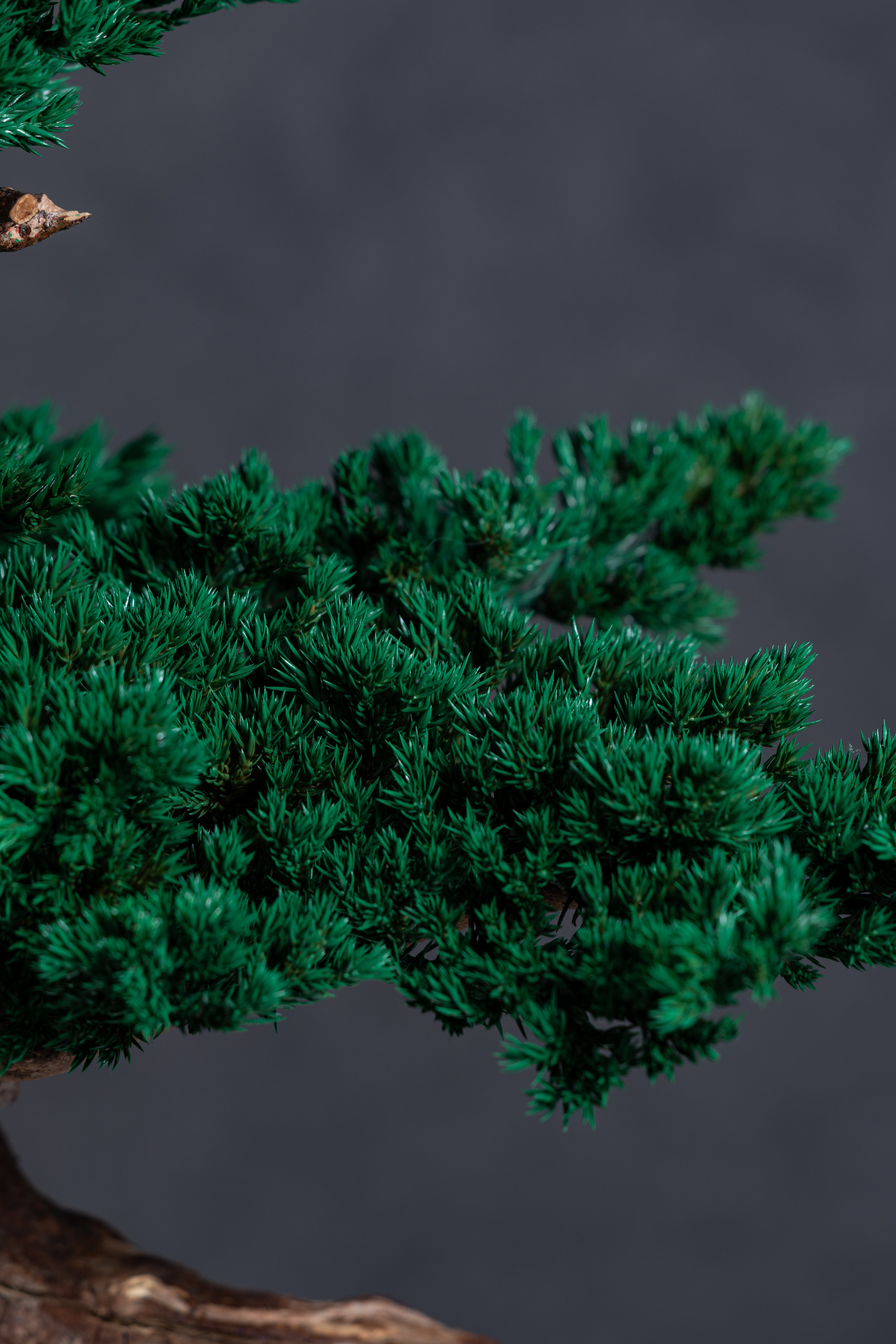 【MEMÉA BONSAI INTERIOR ART 】 L26002