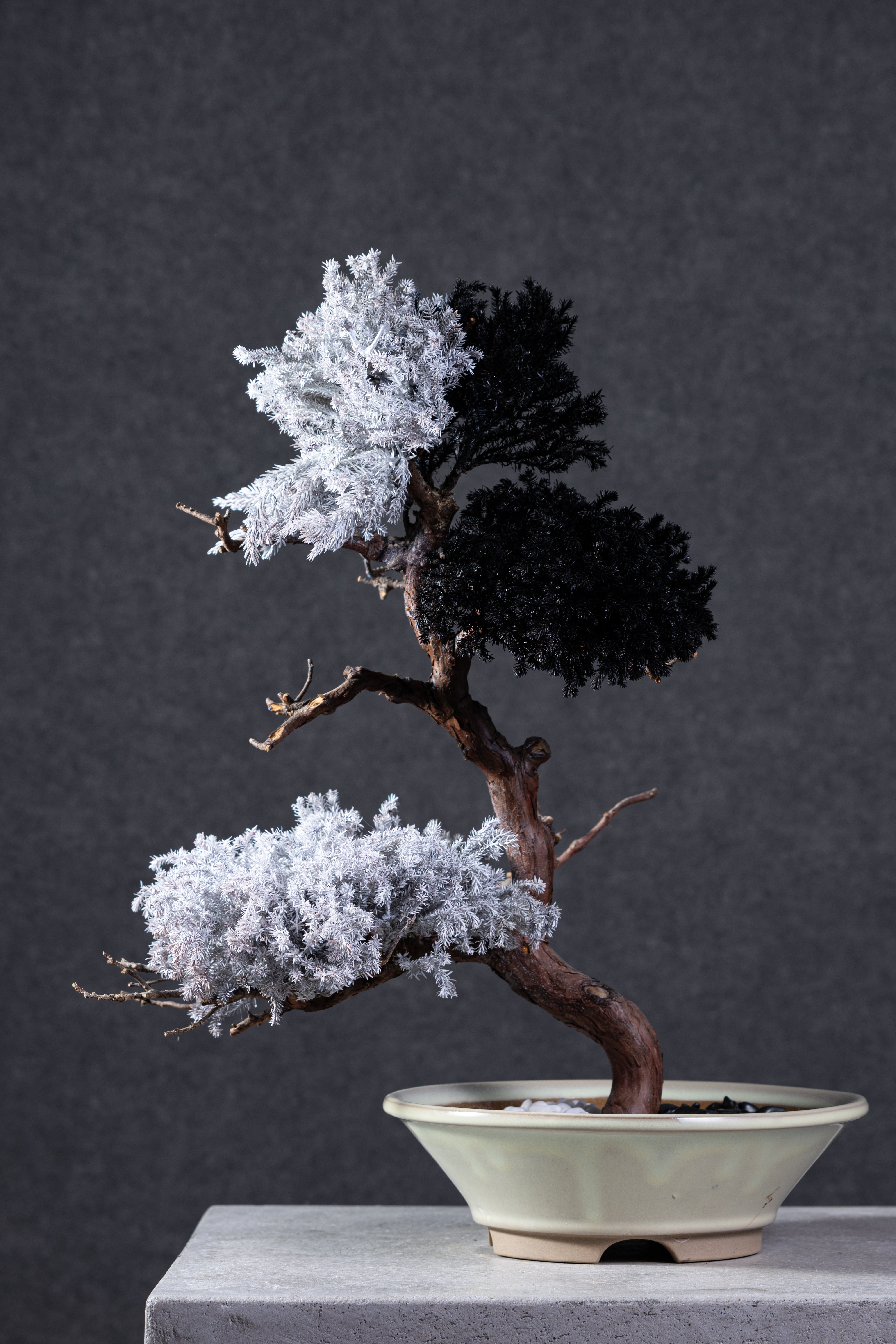 【MEMÉA BONSAI INTERIOR ART 】 M26005