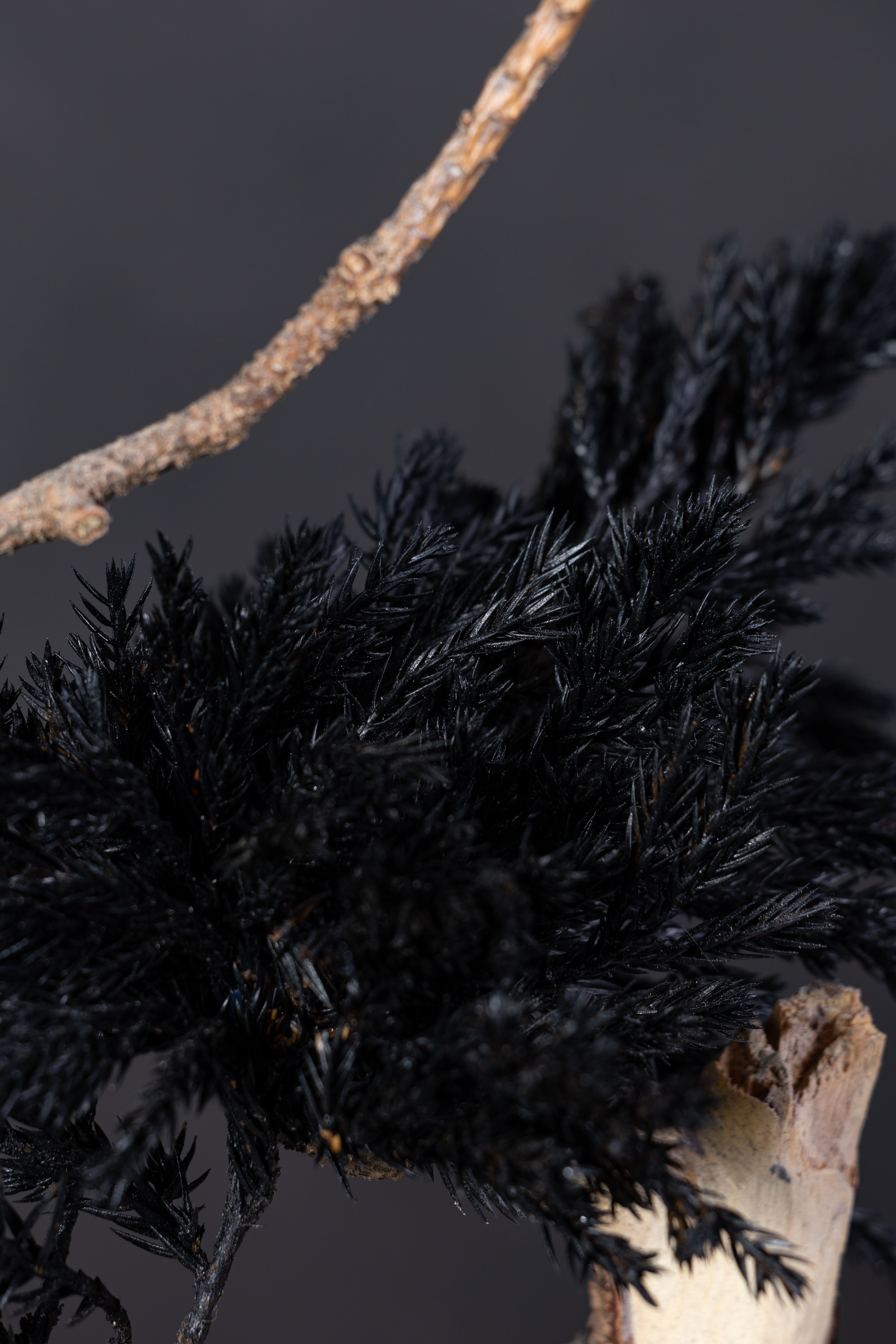 【MEMÉA BONSAI INTERIOR ART 】 M26007