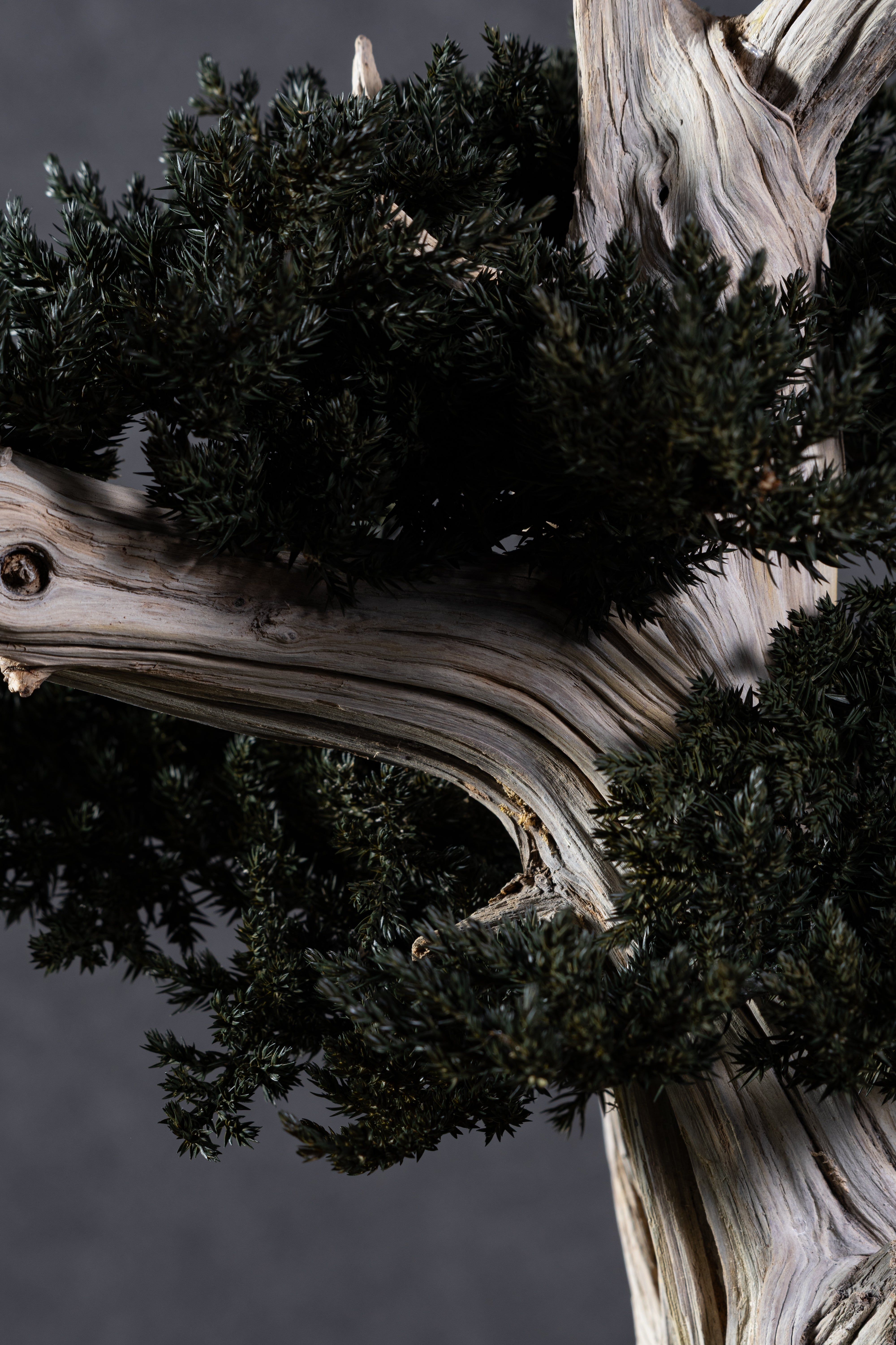 【MEMÉA BONSAI INTERIOR ART 】 L26001