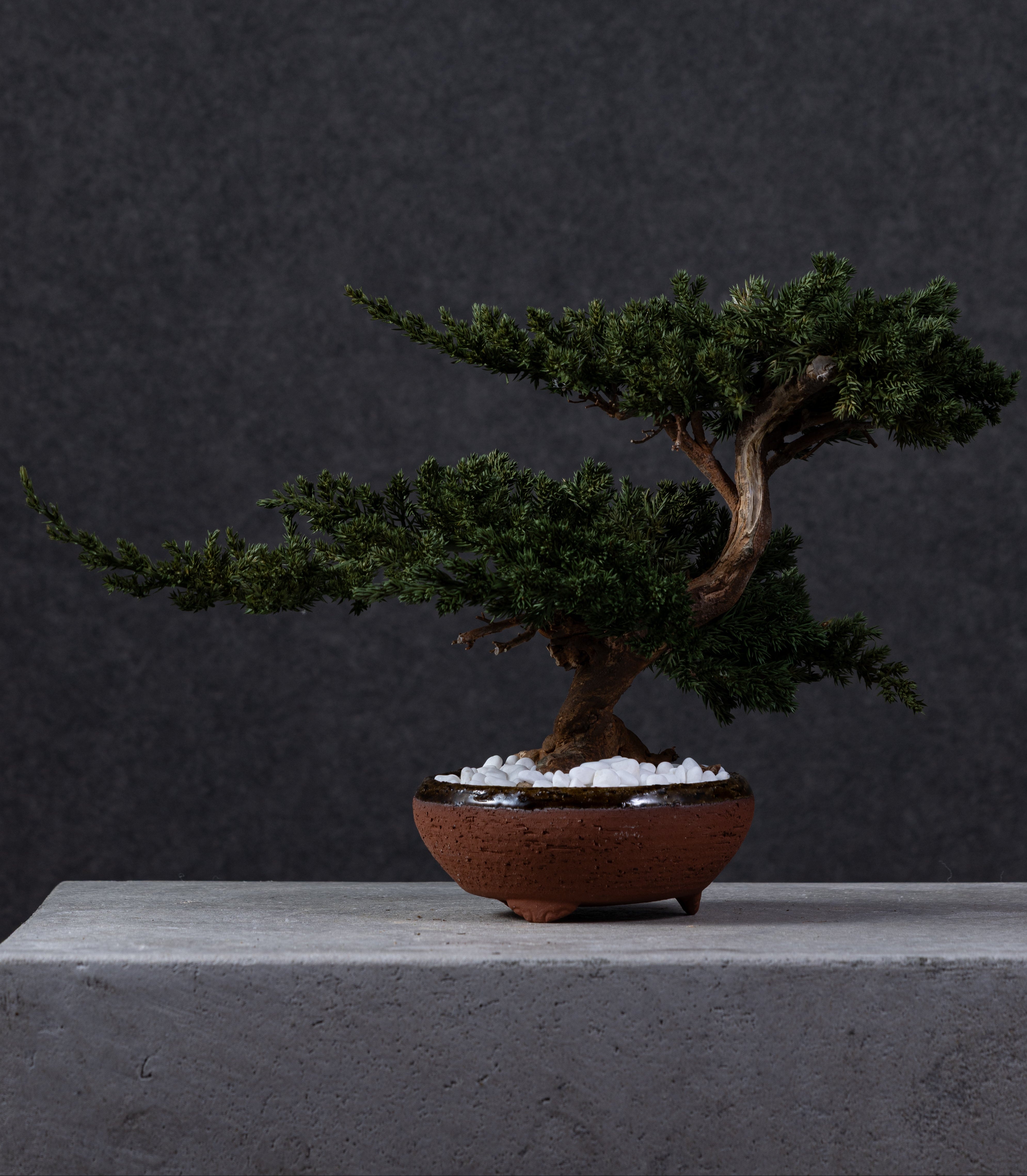 【MEMÉA BONSAI INTERIOR ART 】 M26009