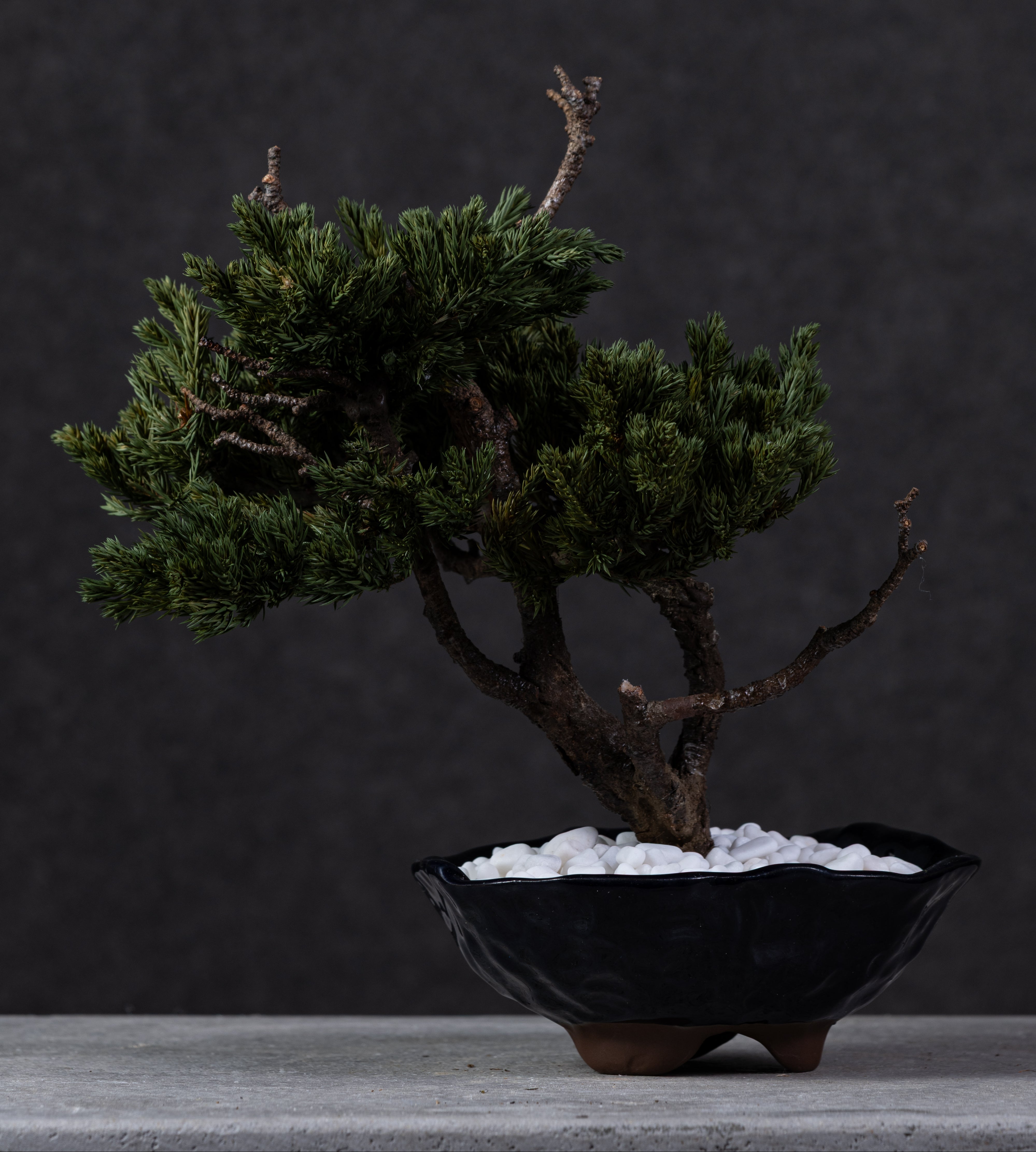 【MEMÉA BONSAI INTERIOR ART 】 M26008