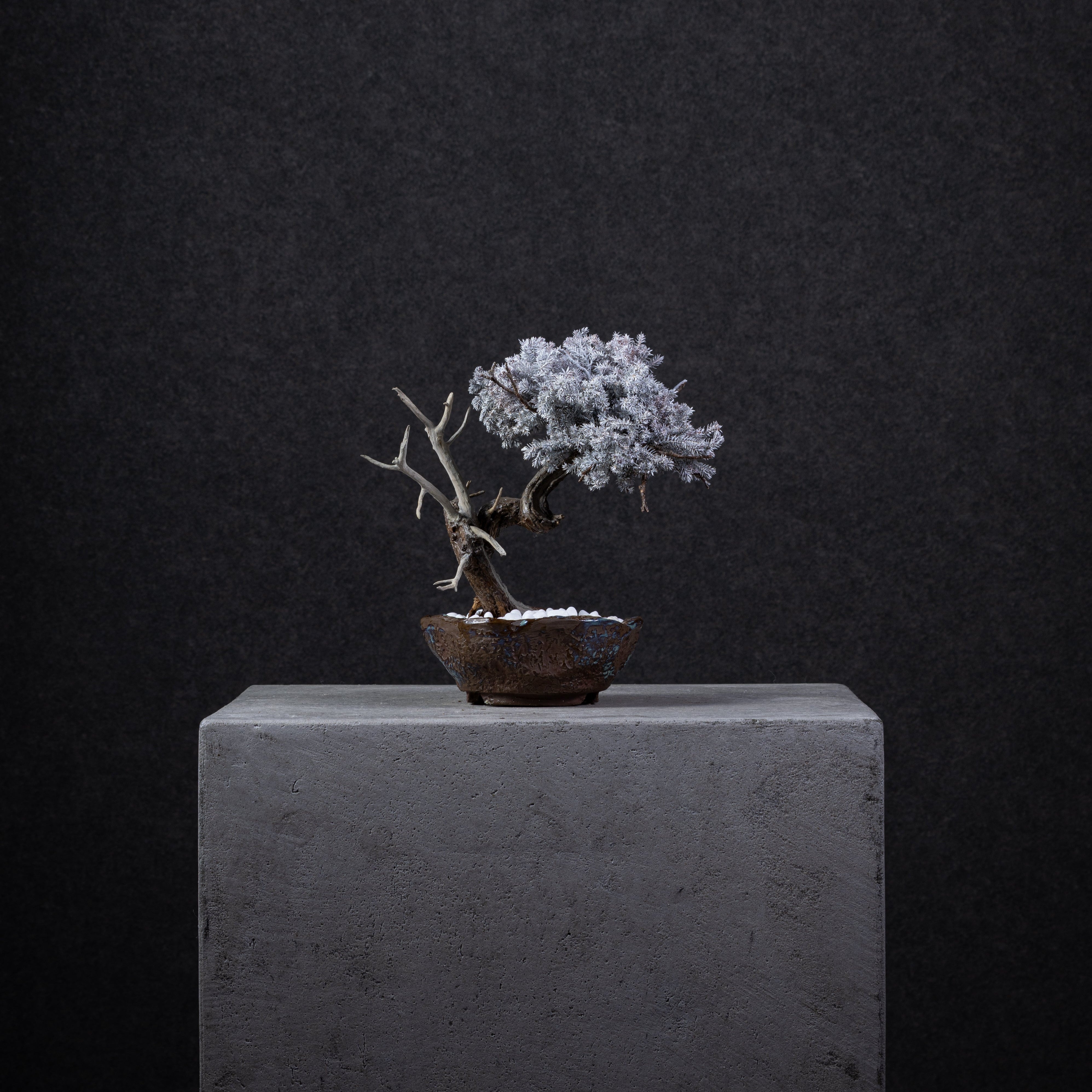 【MEMÉA BONSAI INTERIOR ART 】 M26004