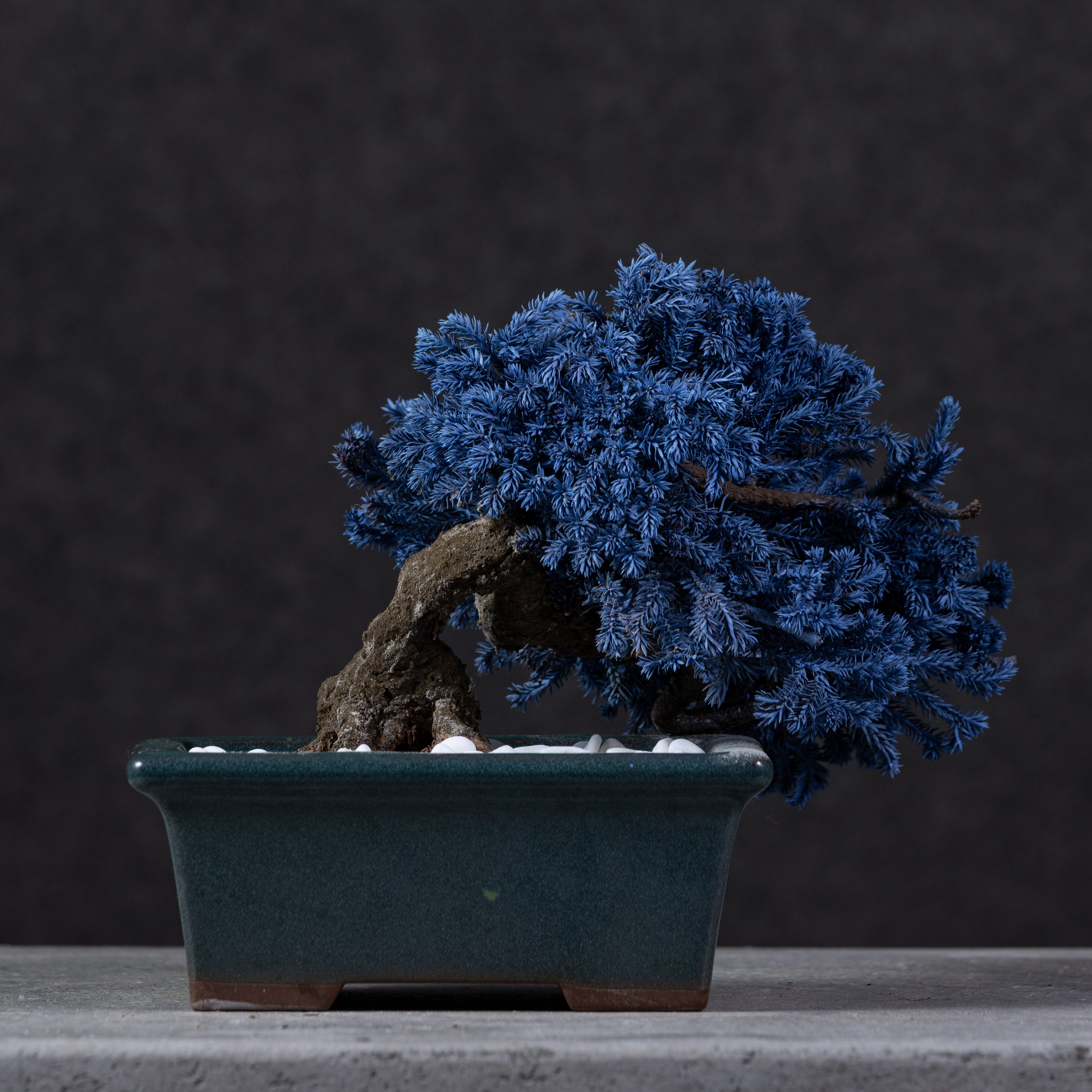 【MEMÉA BONSAI INTERIOR ART 】 S26009