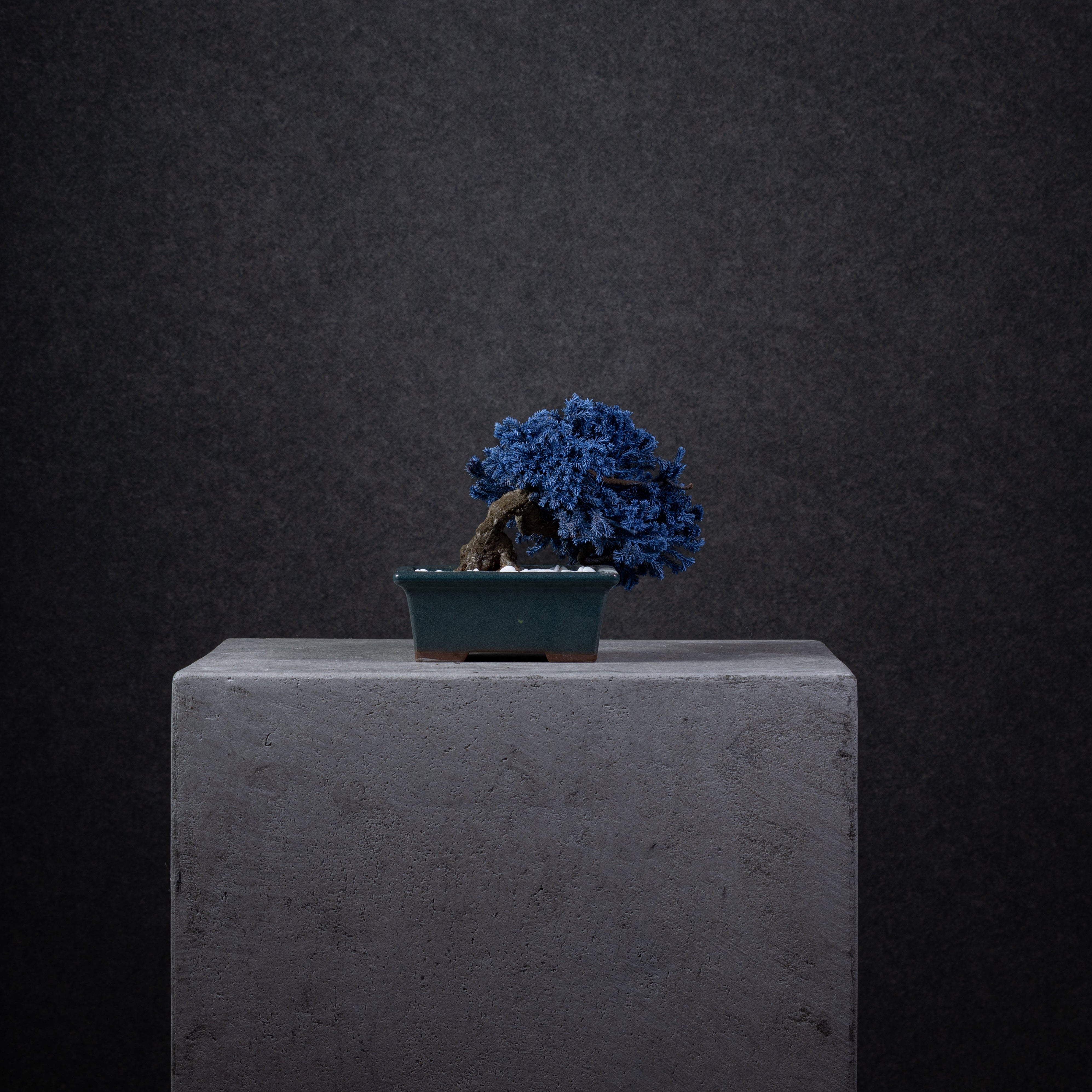 【MEMÉA BONSAI INTERIOR ART 】 S26009