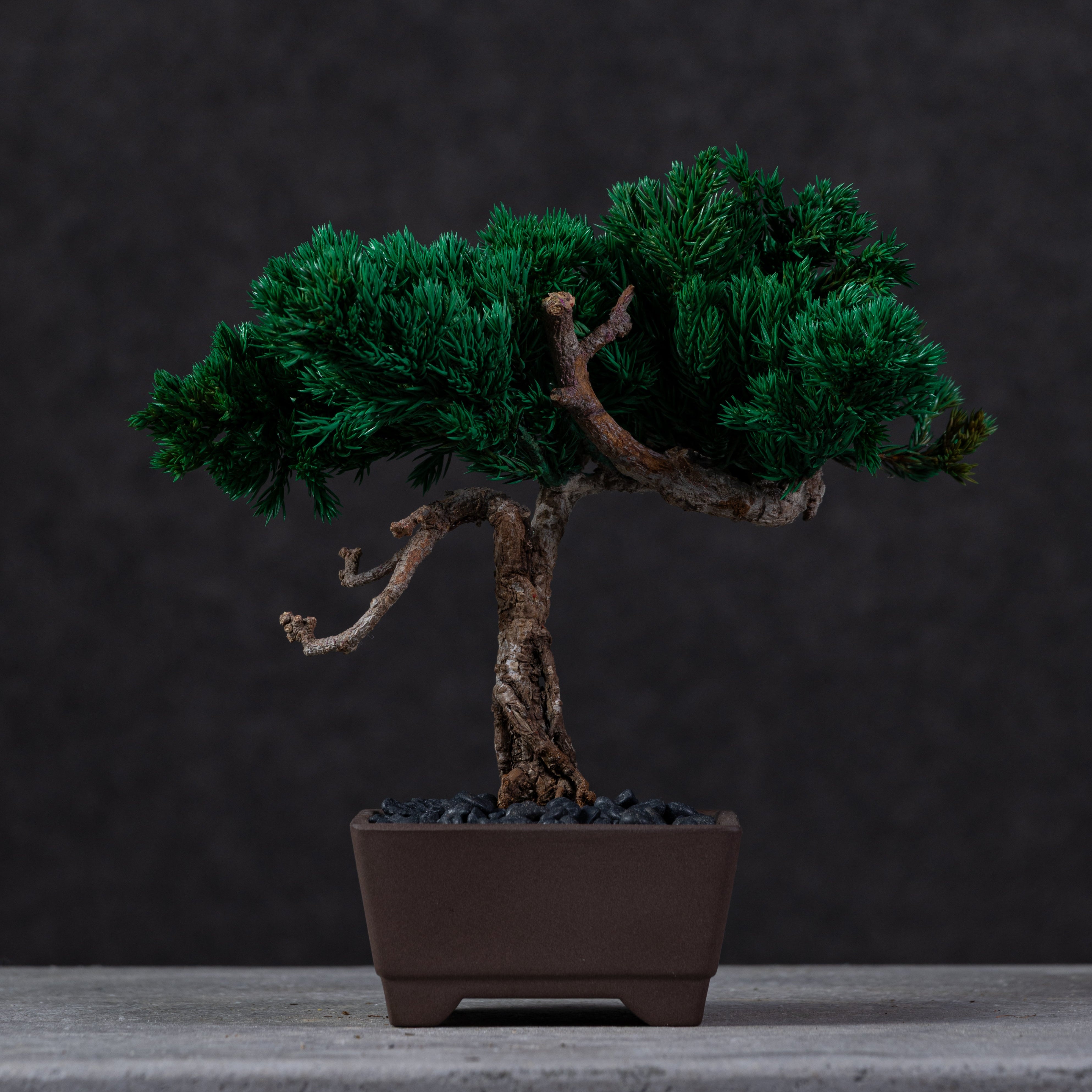 【MEMÉA BONSAI INTERIOR ART 】 S26007
