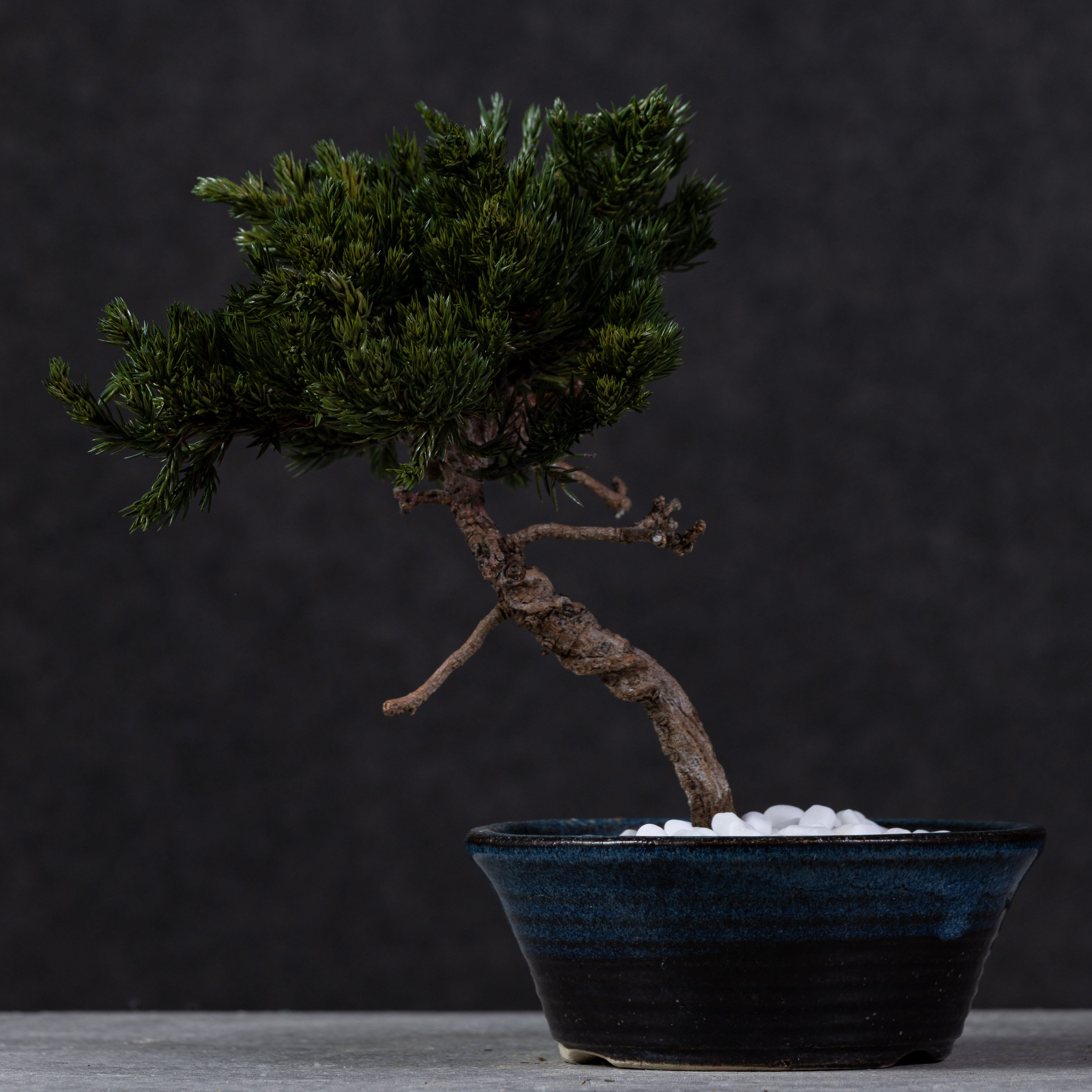 【MEMÉA BONSAI INTERIOR ART 】 M26003