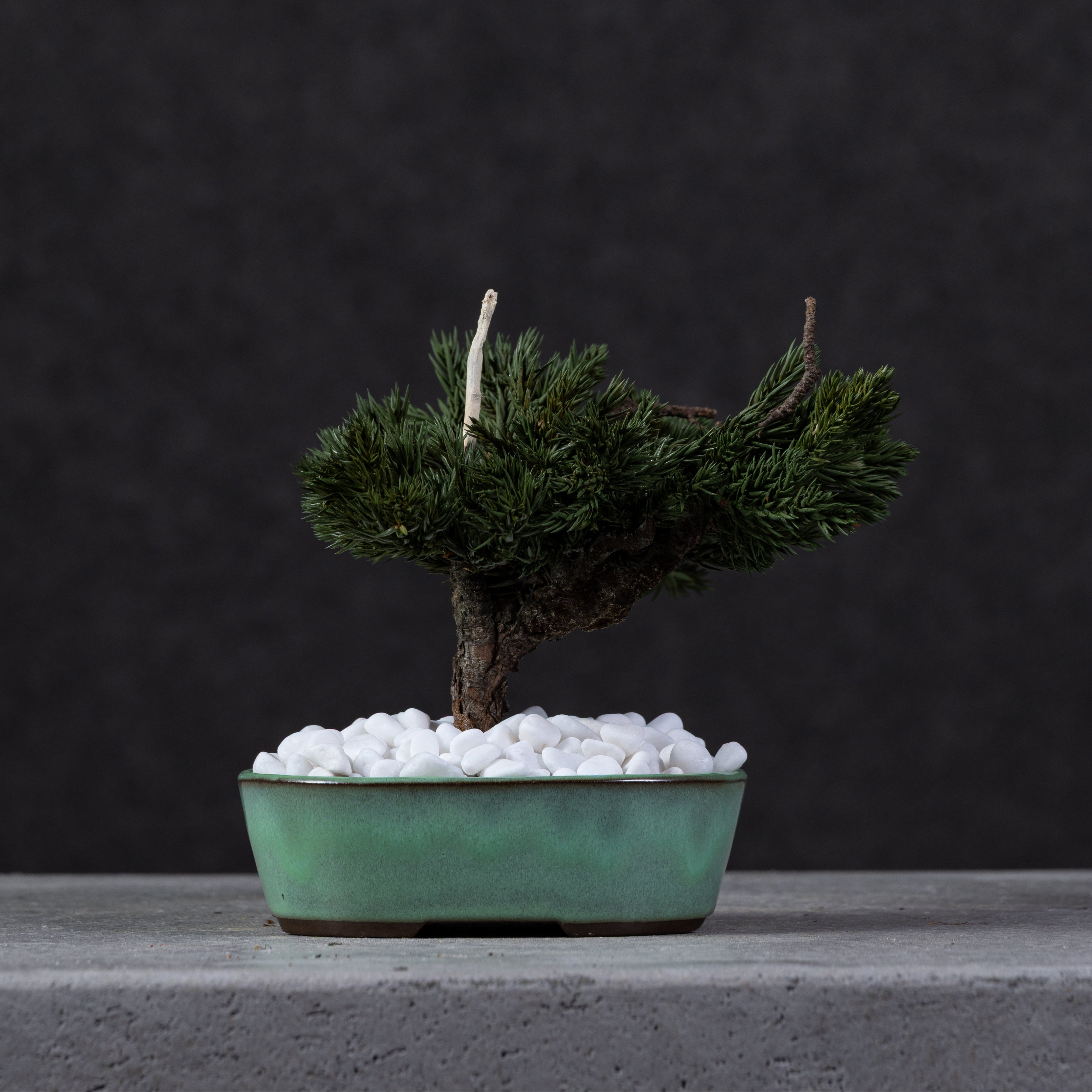 【MEMÉA BONSAI INTERIOR ART 】 S26005