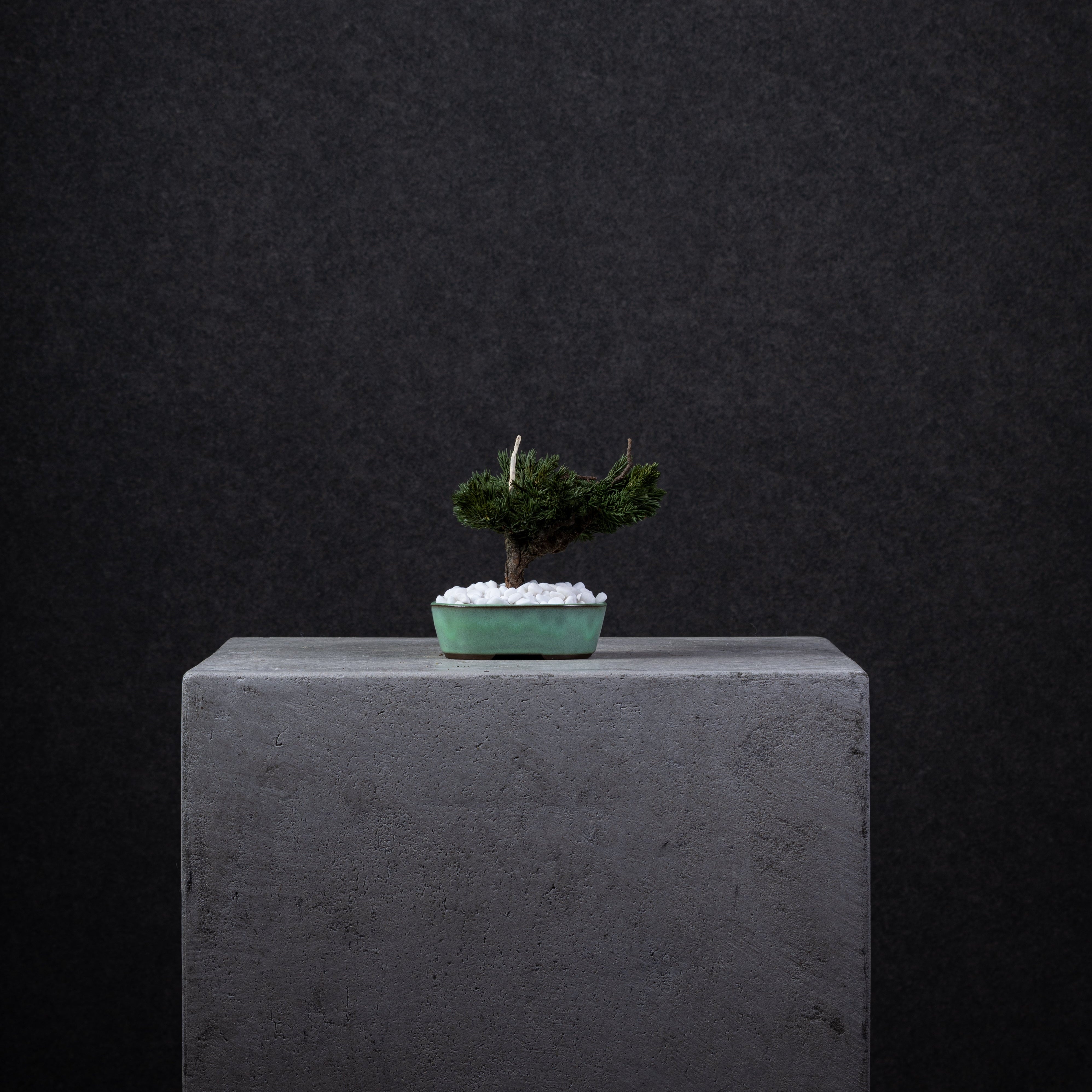 【MEMÉA BONSAI INTERIOR ART 】 S26005