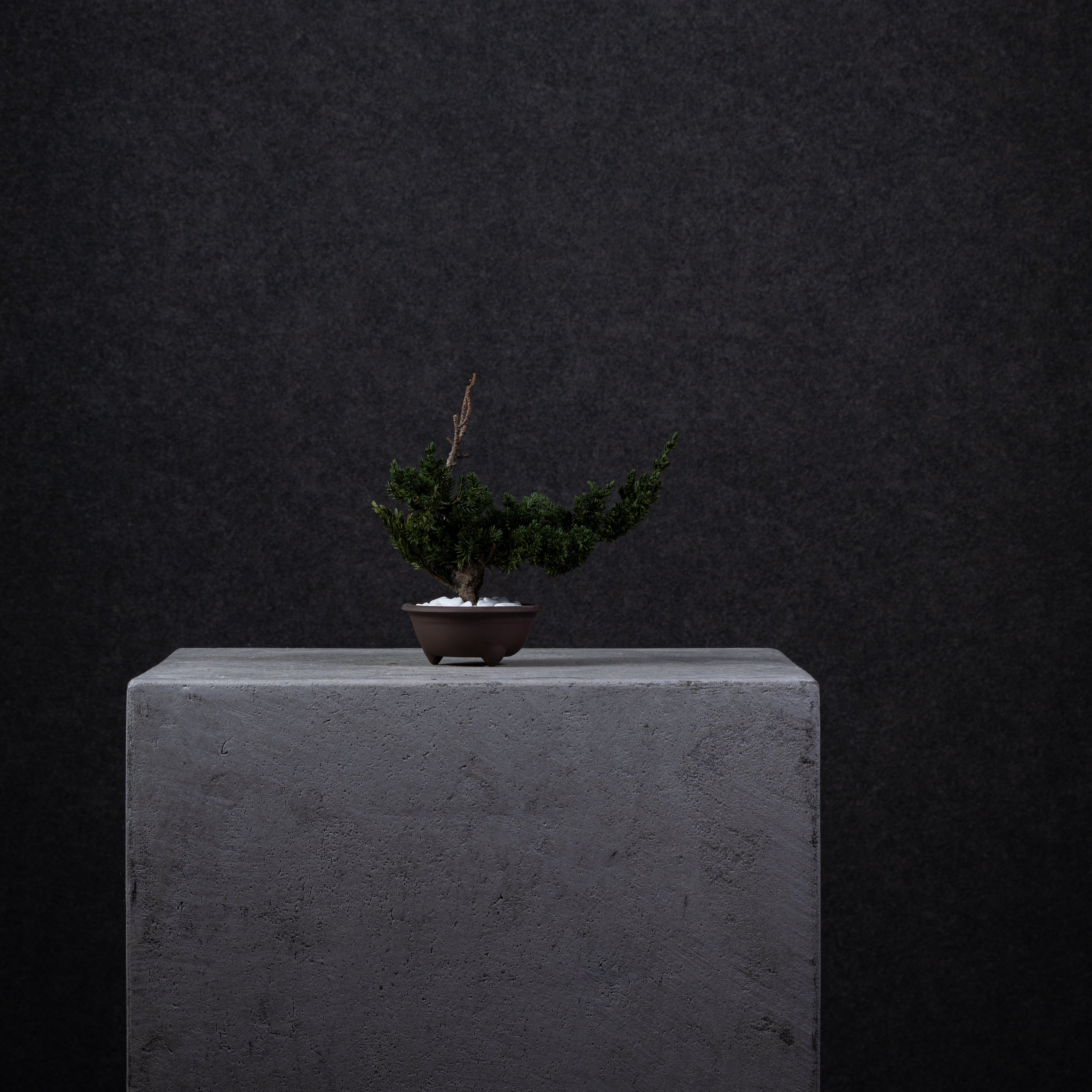 【MEMÉA BONSAI INTERIOR ART 】 S26003