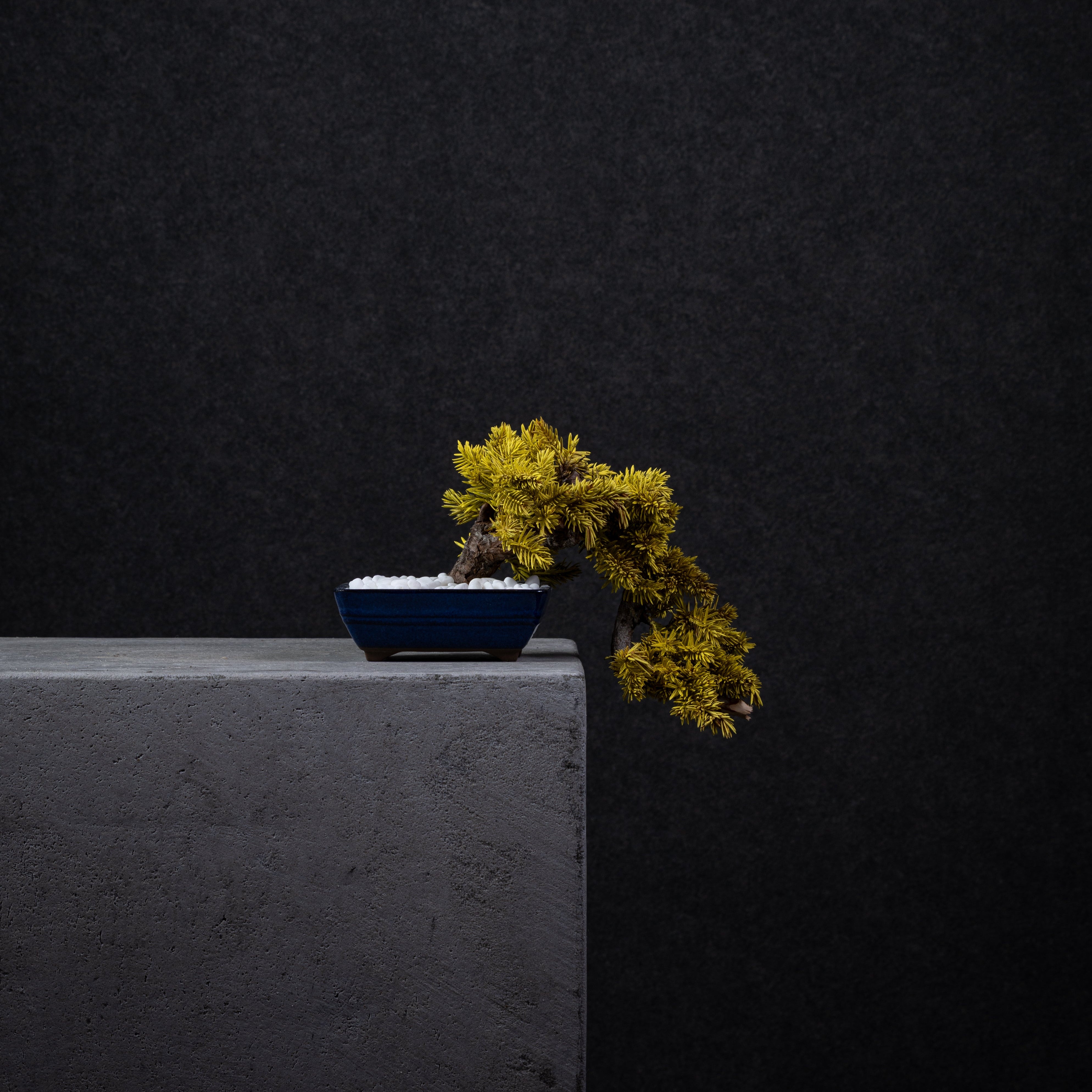 【MEMÉA BONSAI INTERIOR ART 】 S26001