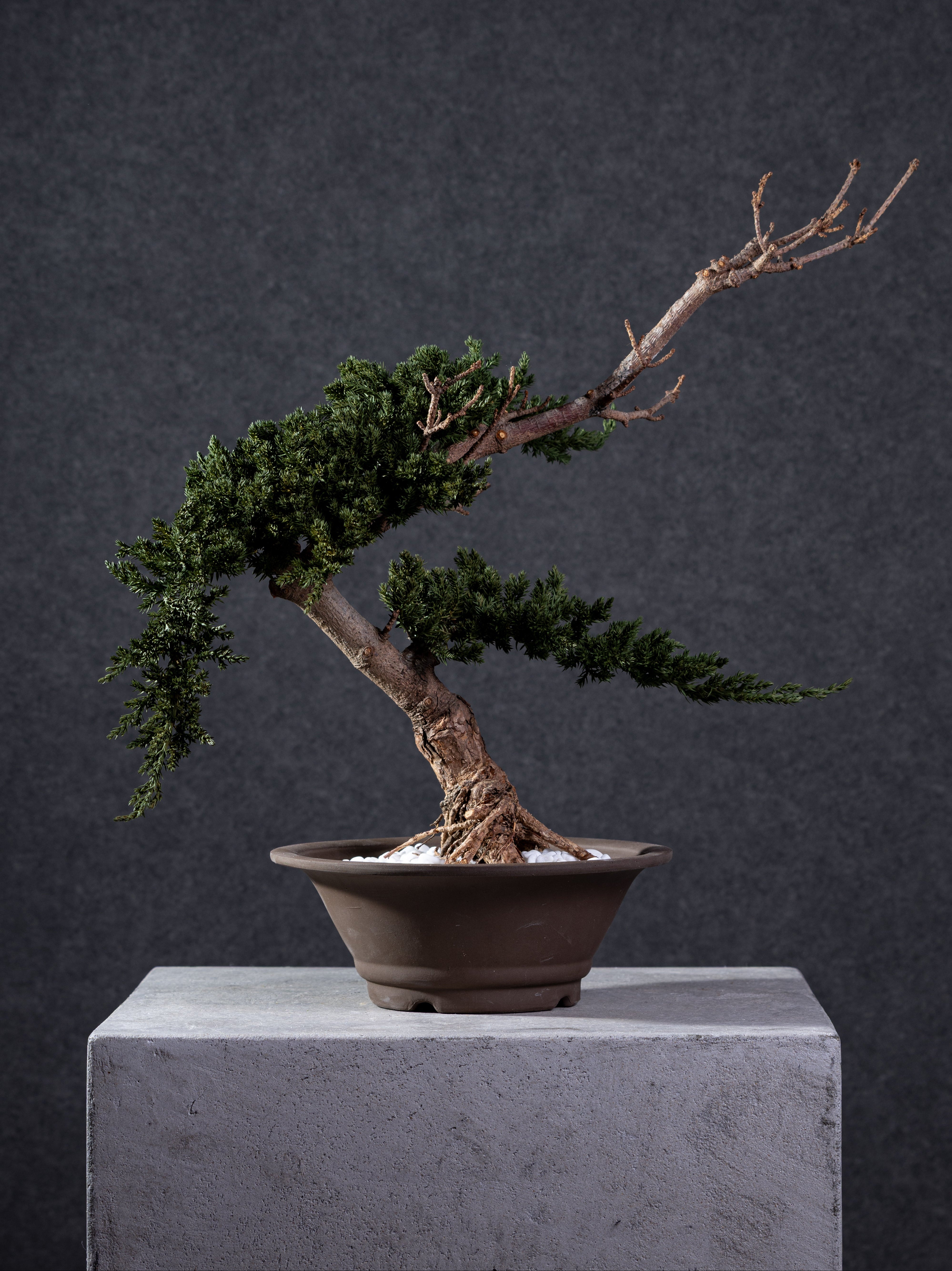 【MEMÉA BONSAI INTERIOR ART 】 M26001
