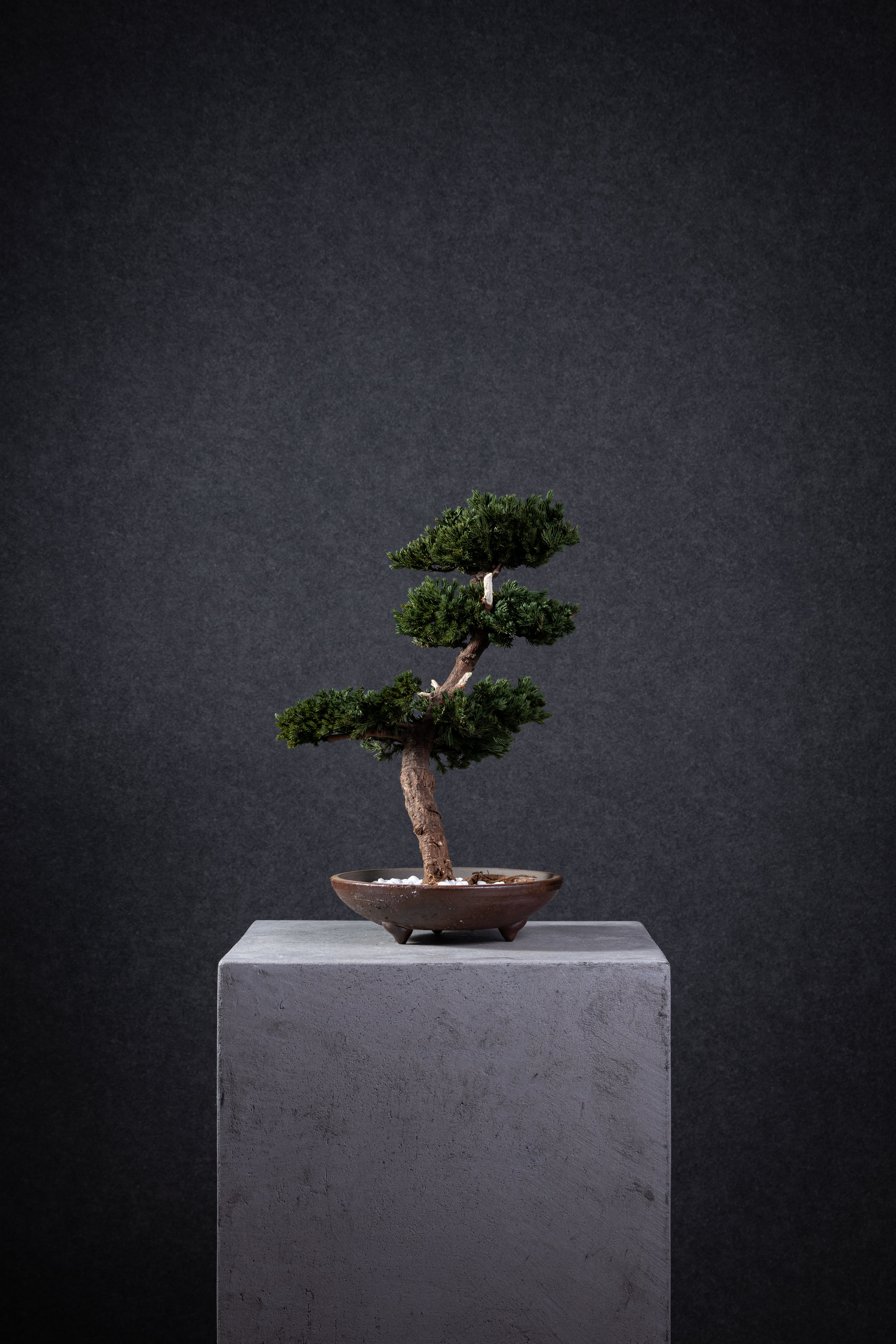 【MEMÉA BONSAI INTERIOR ART 】 M26002