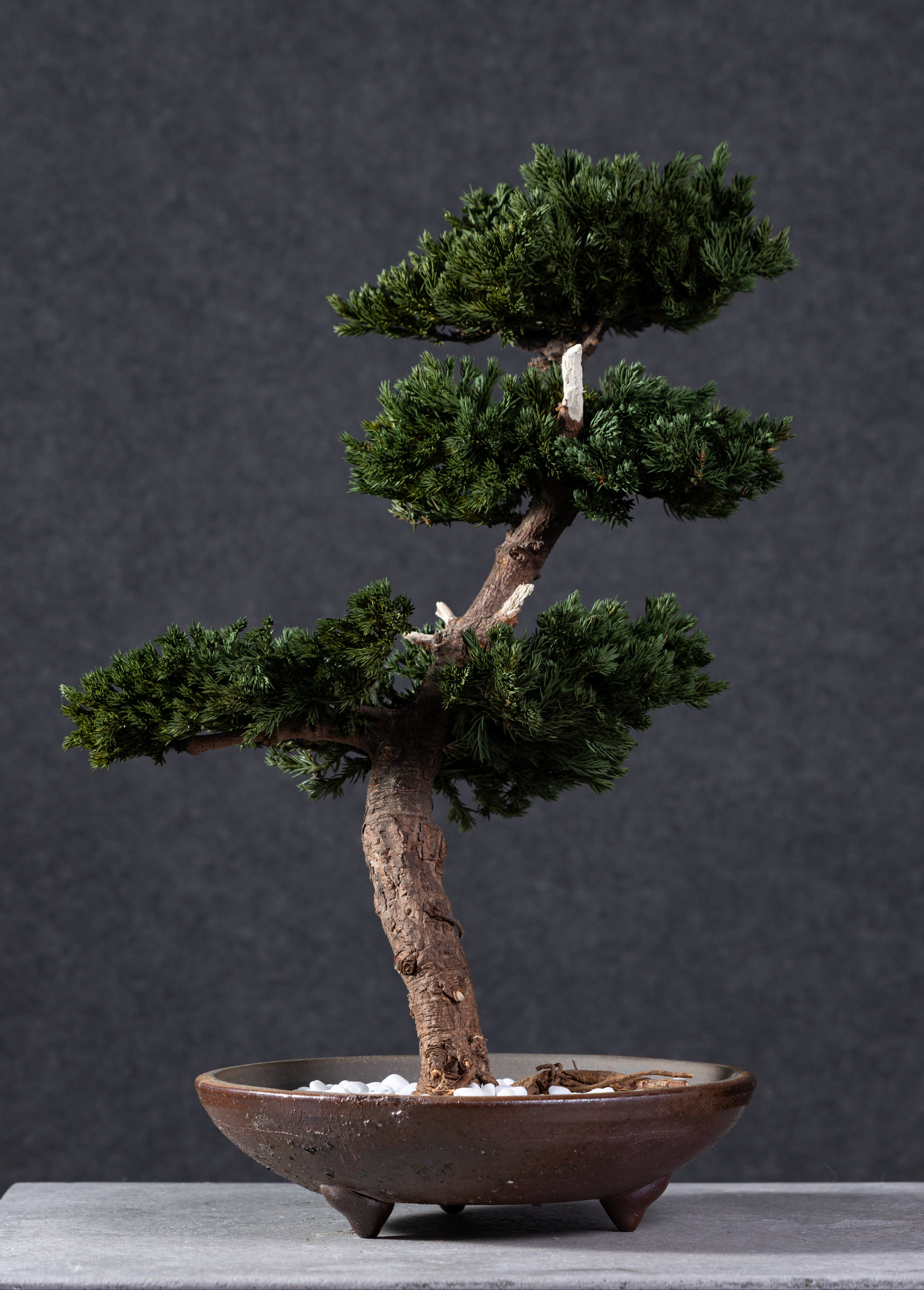【MEMÉA BONSAI INTERIOR ART 】 M26002