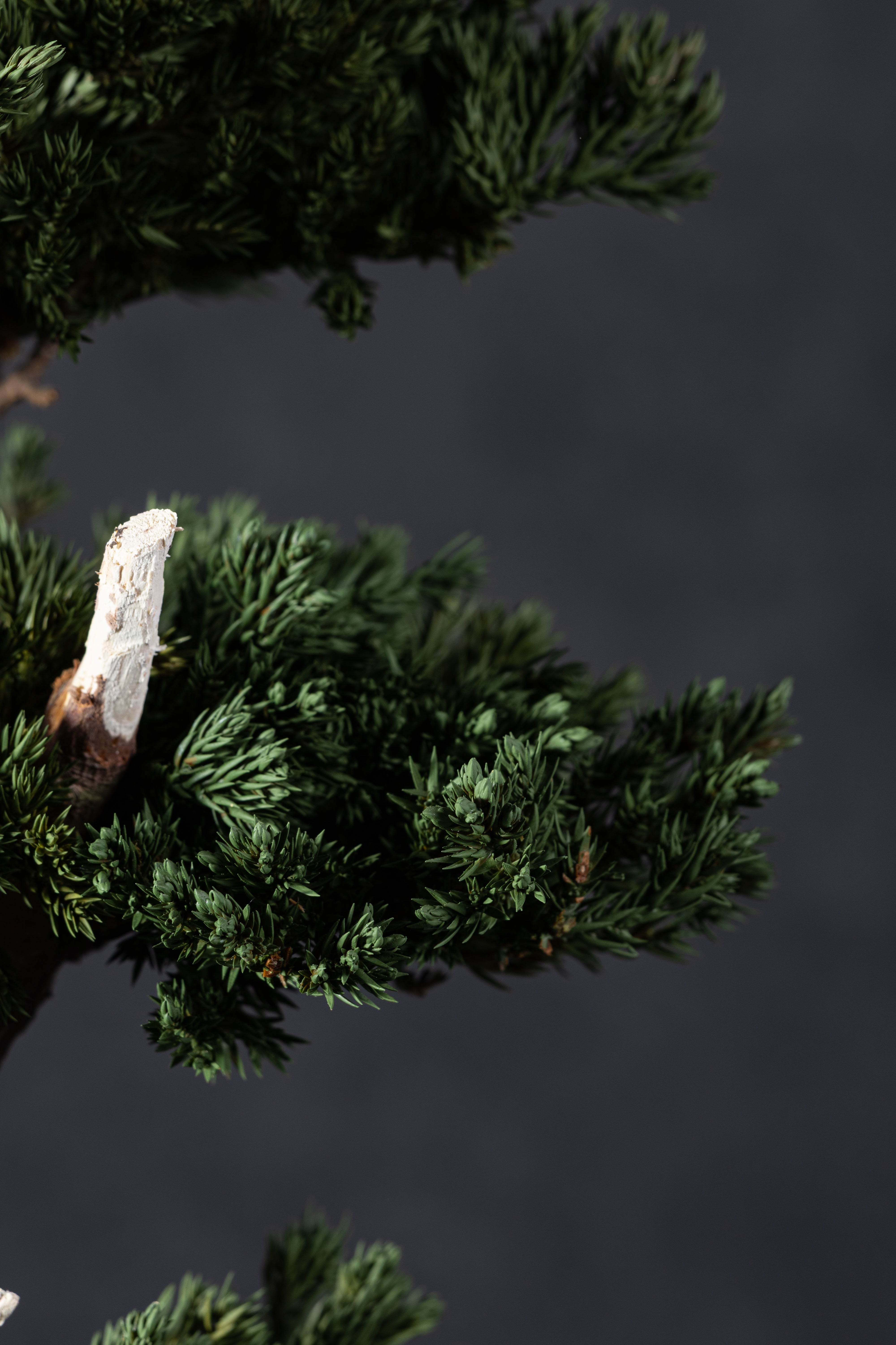 【MEMÉA BONSAI INTERIOR ART 】 M26002