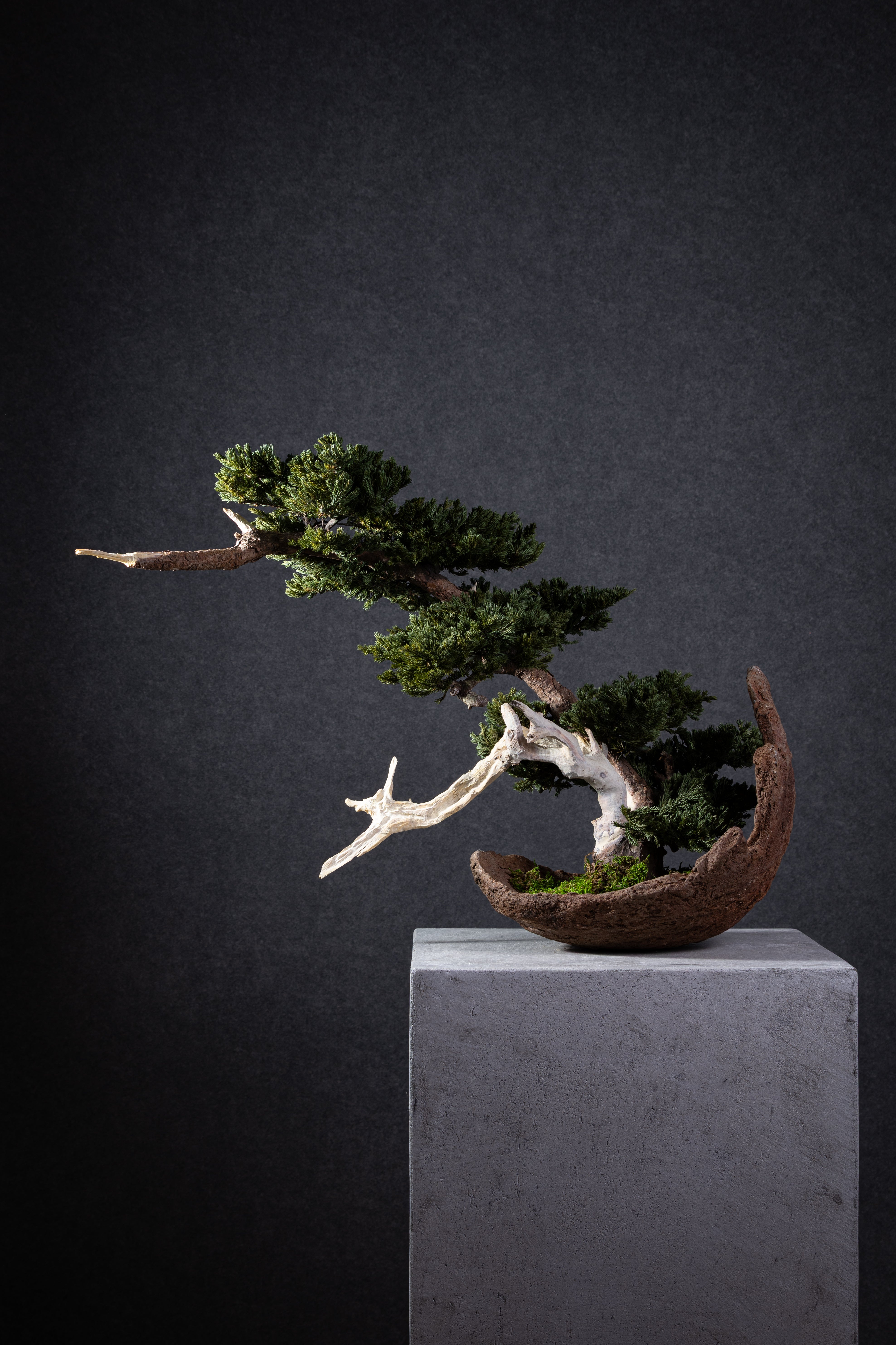 【MEMÉA BONSAI INTERIOR ART 】 L26003