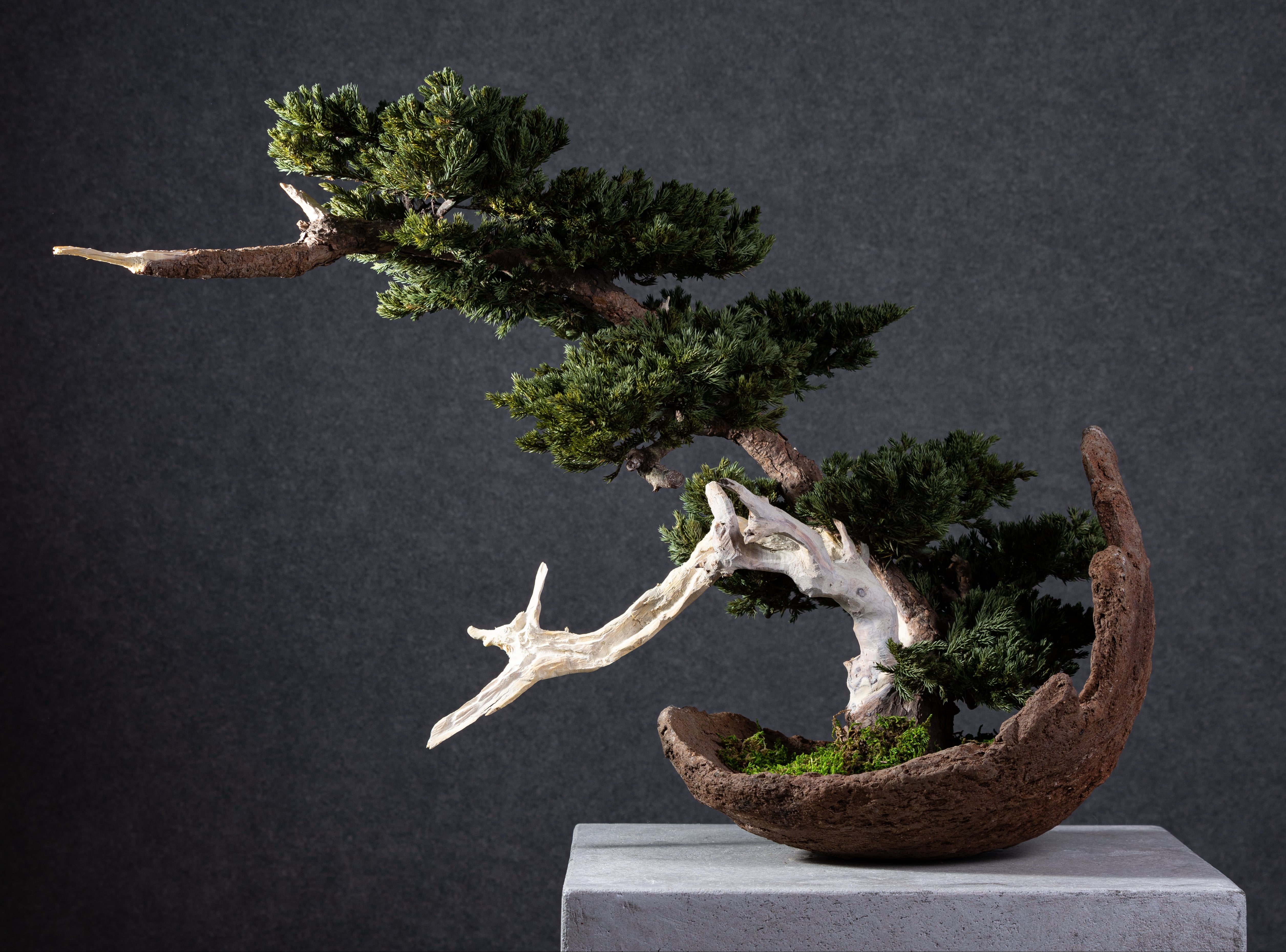 【MEMÉA BONSAI INTERIOR ART 】 L26003