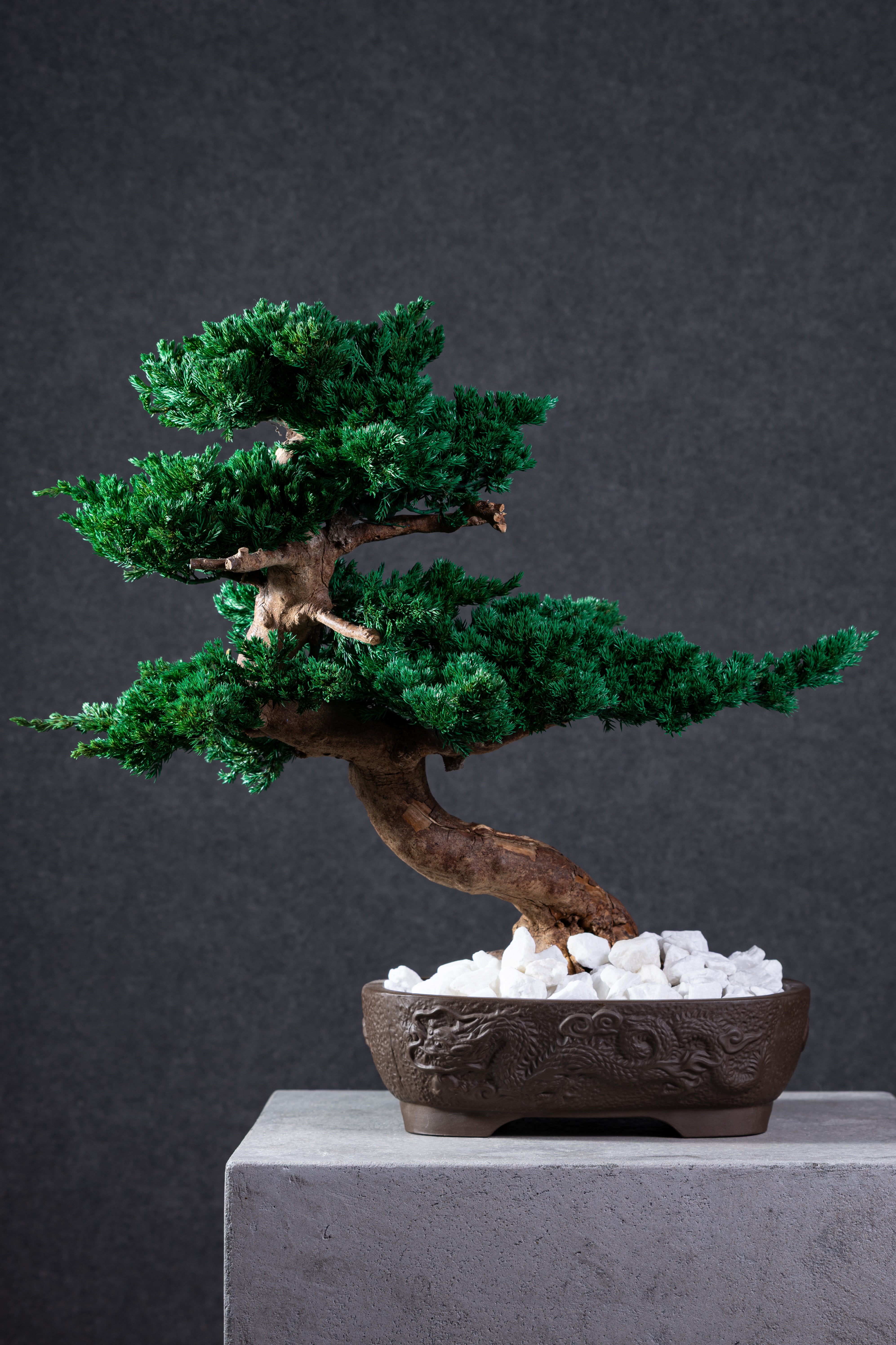 【MEMÉA BONSAI INTERIOR ART 】 L26002