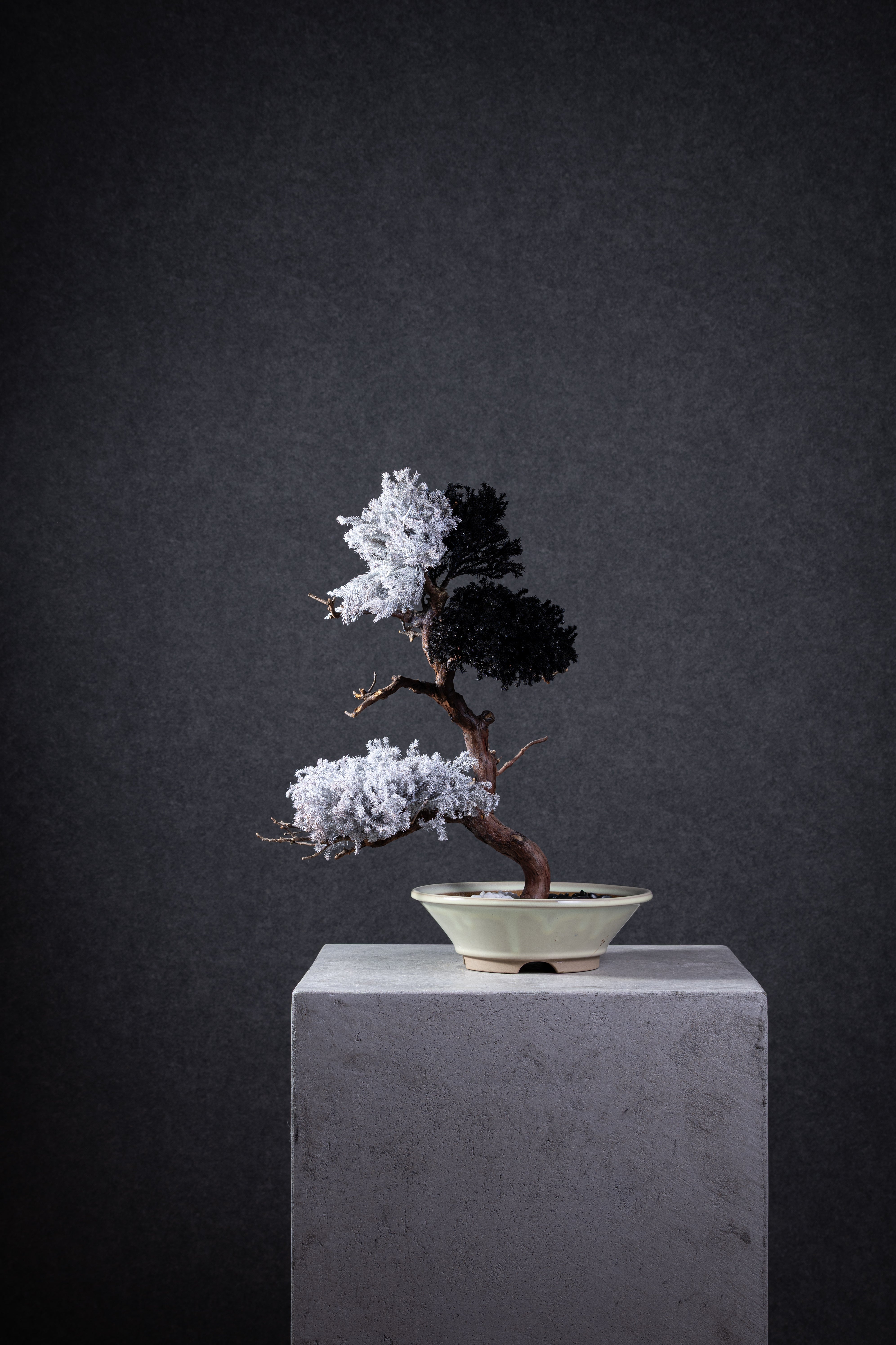 【MEMÉA BONSAI INTERIOR ART 】 M26005