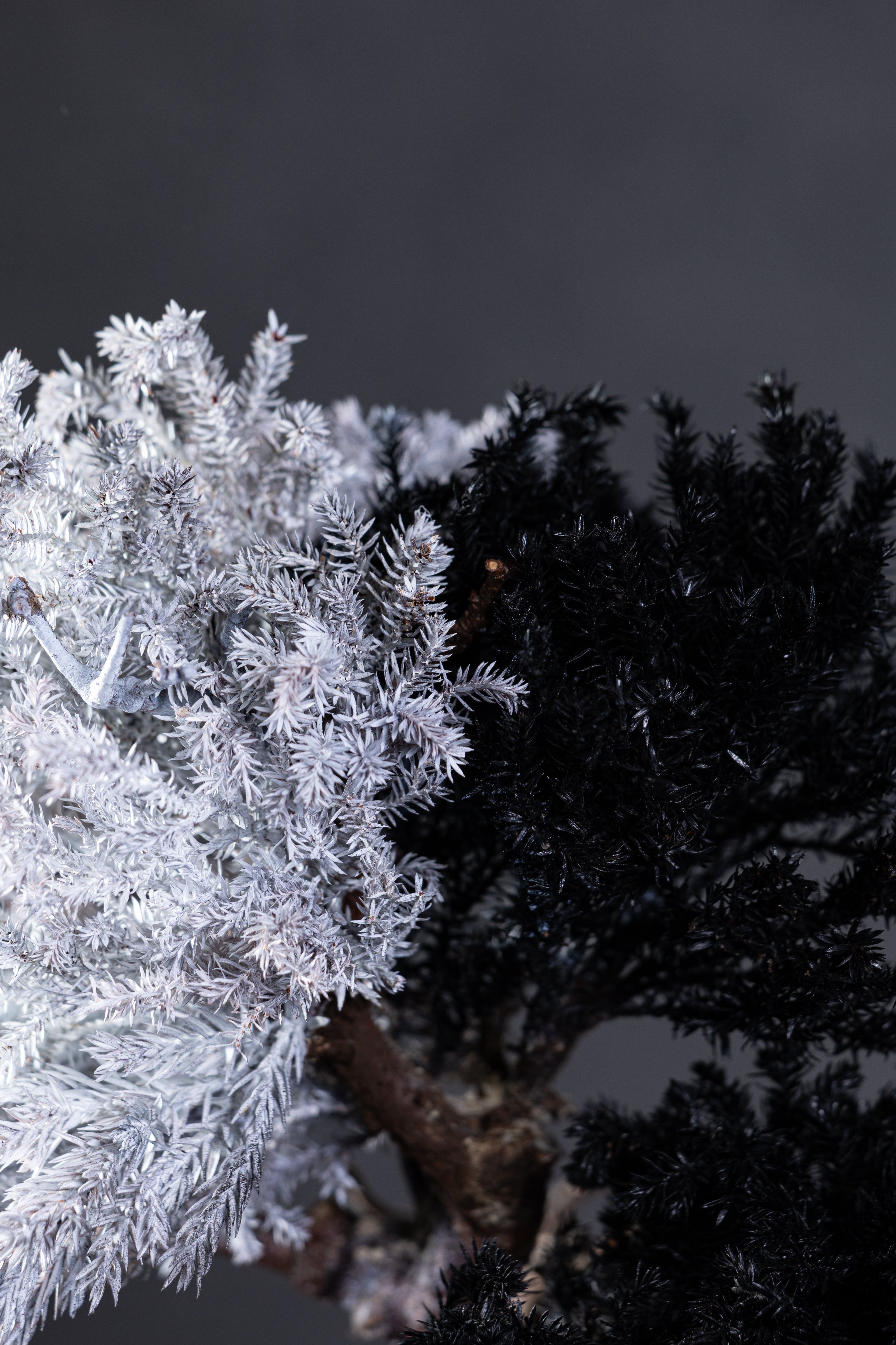 【MEMÉA BONSAI INTERIOR ART 】 M26005