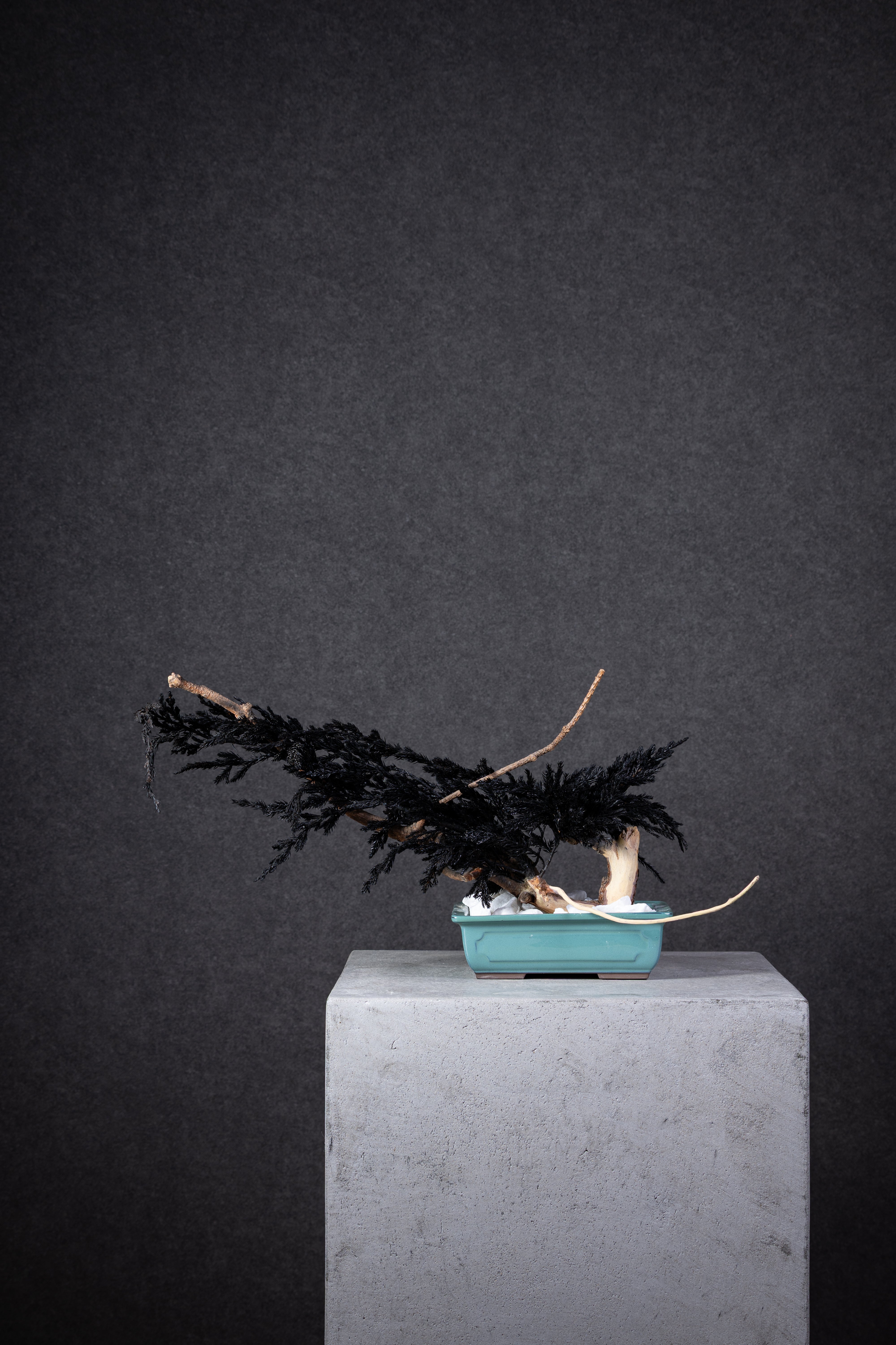 【MEMÉA BONSAI INTERIOR ART 】 M26007