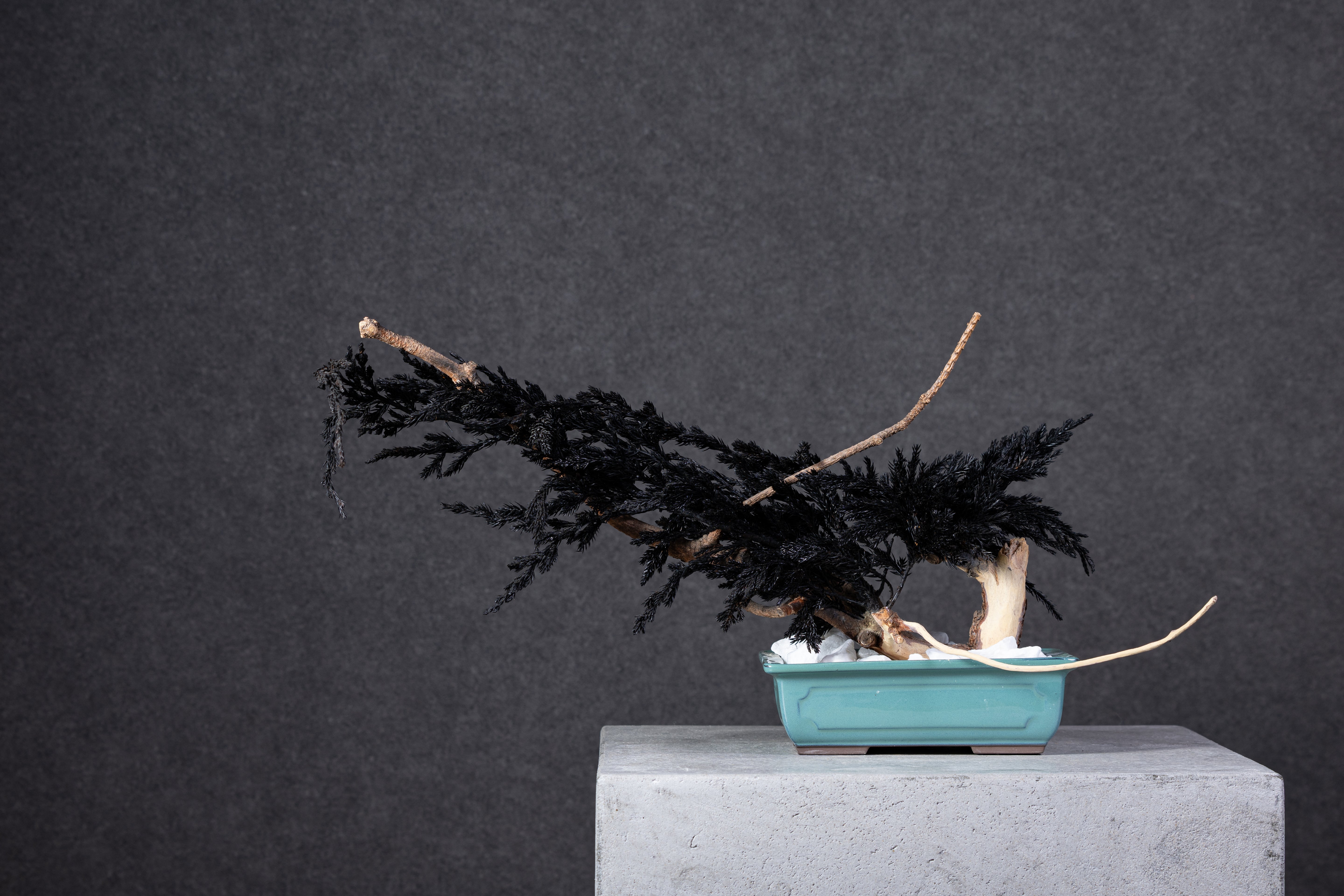 【MEMÉA BONSAI INTERIOR ART 】 M26007