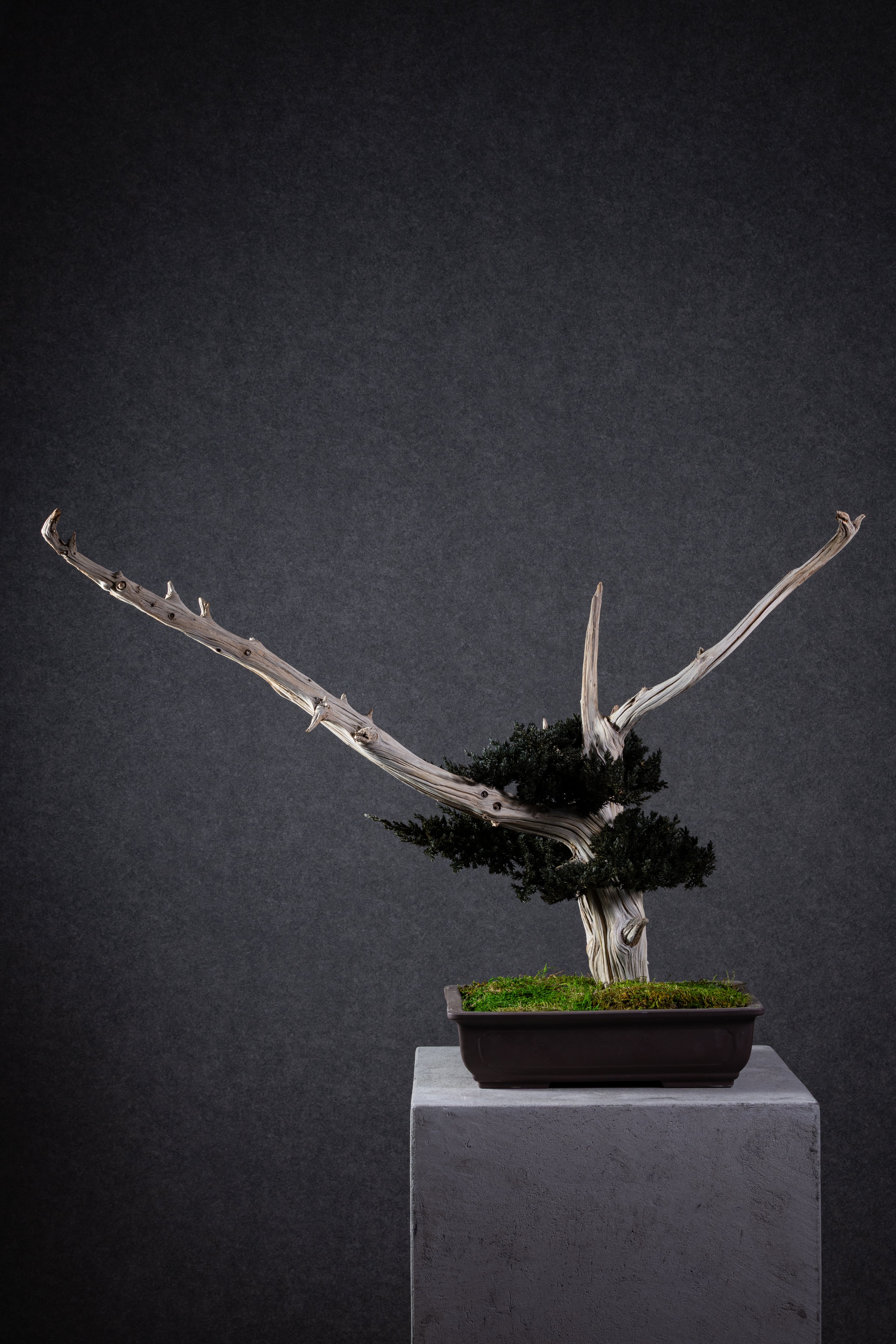 【MEMÉA BONSAI INTERIOR ART 】 L26001