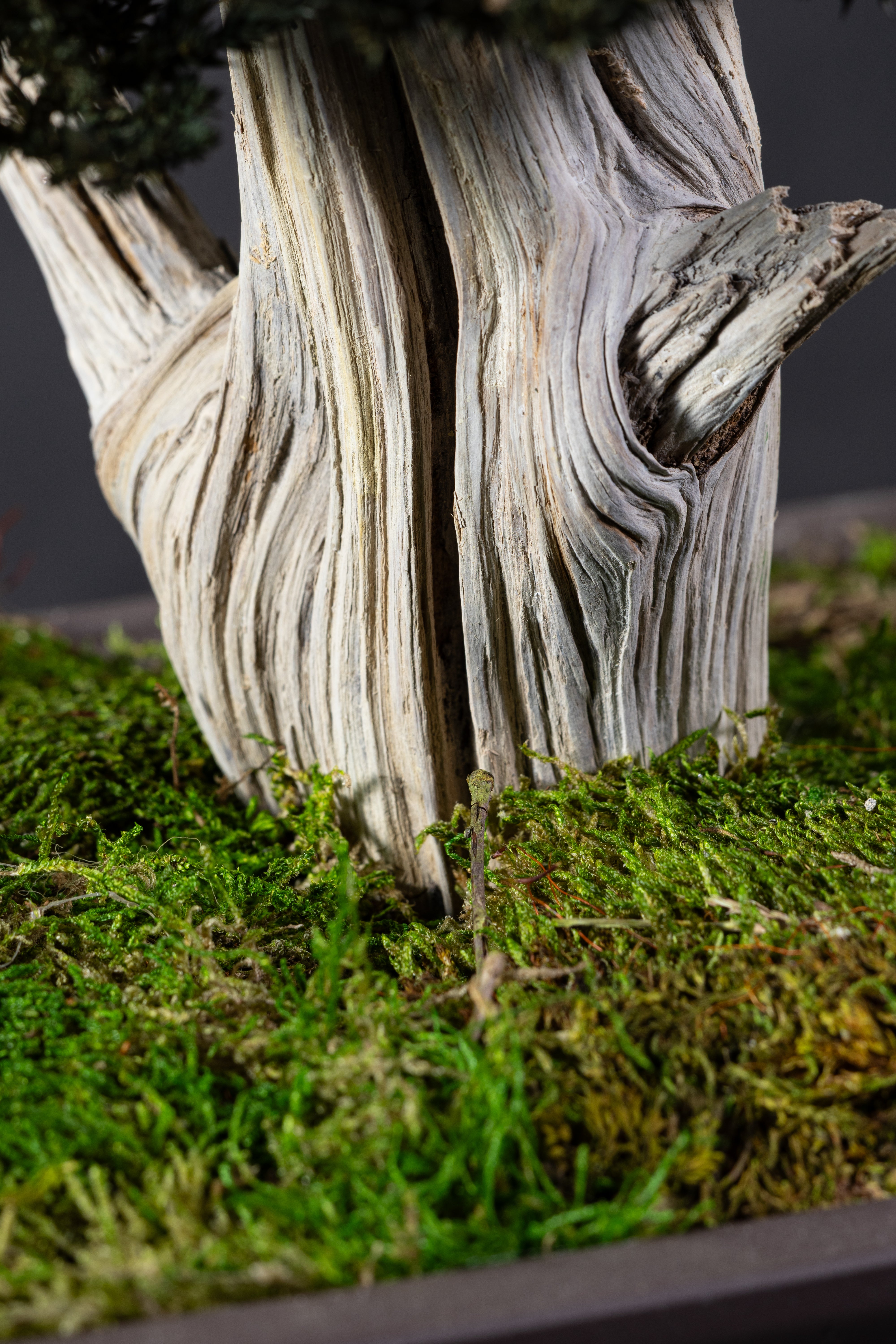 【MEMÉA BONSAI INTERIOR ART 】 L26001