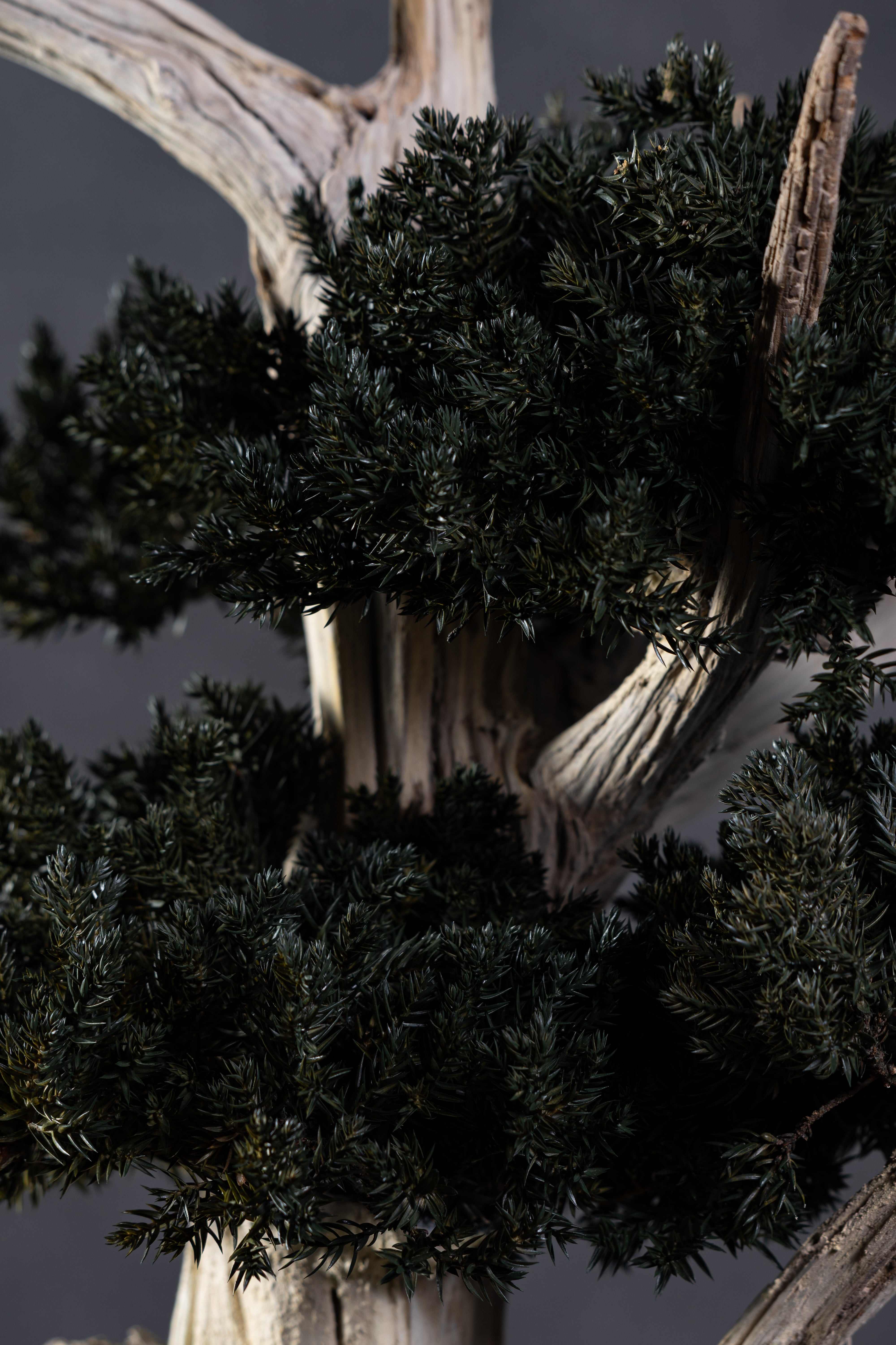 【MEMÉA BONSAI INTERIOR ART 】 L26001