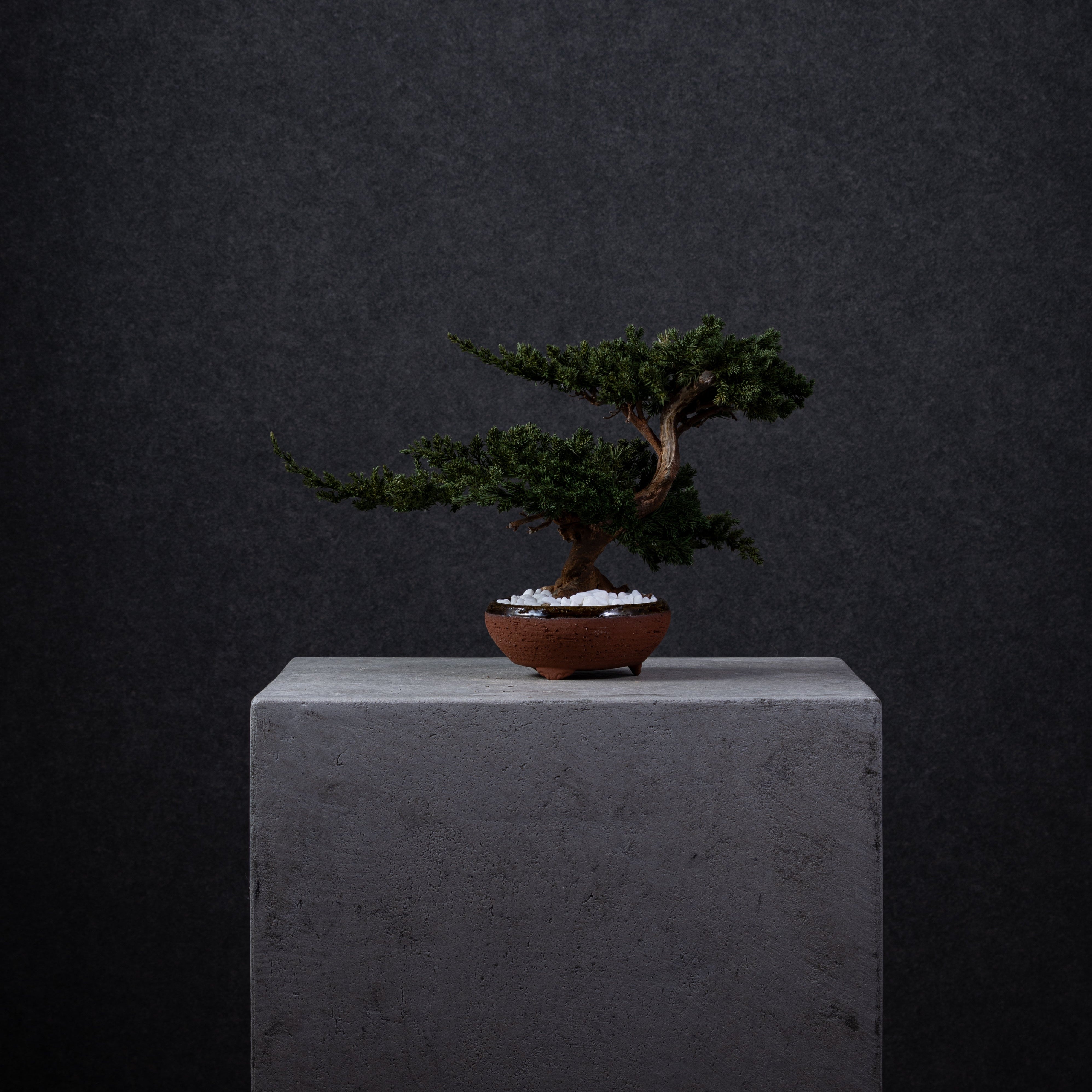 【MEMÉA BONSAI INTERIOR ART 】 M26009