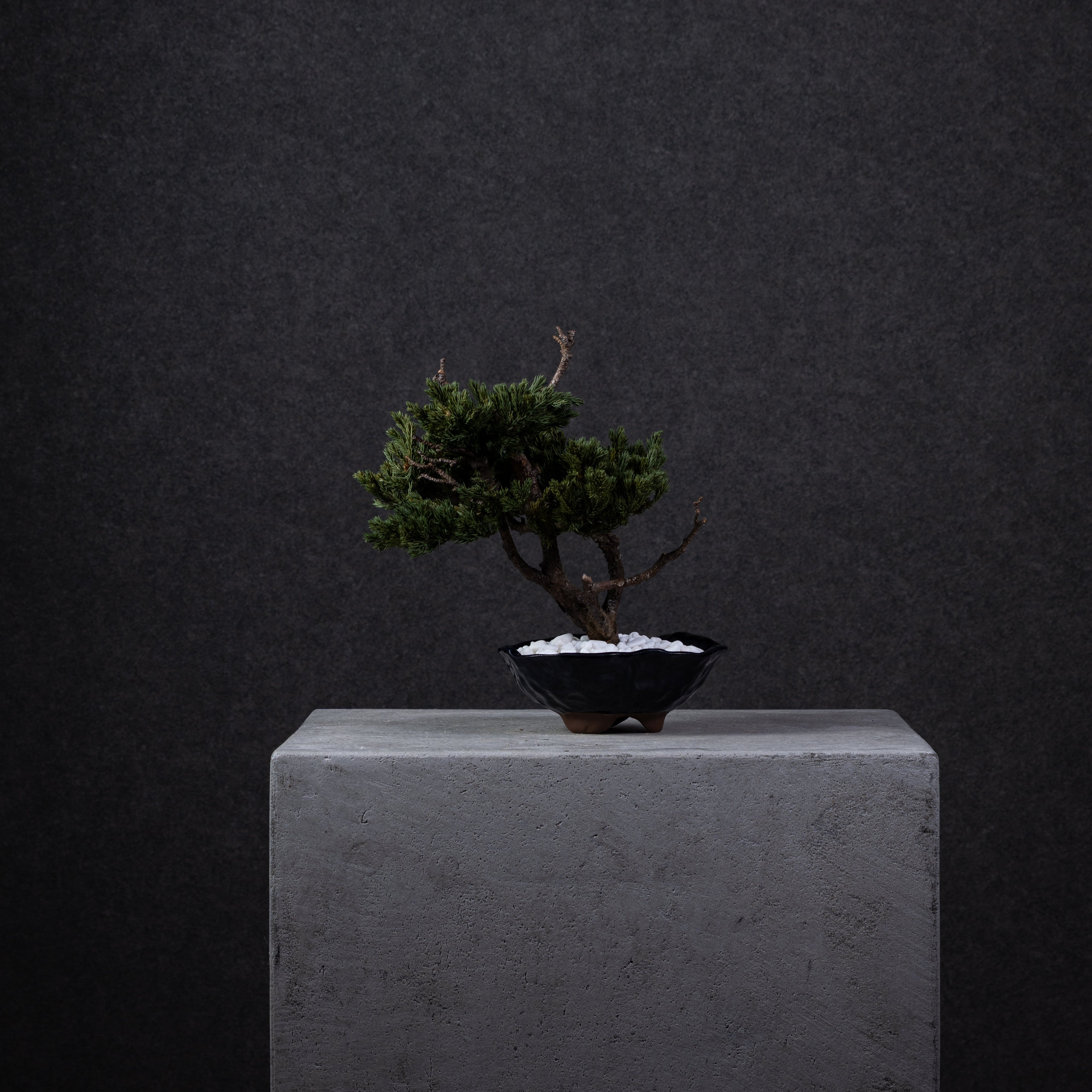 【MEMÉA BONSAI INTERIOR ART 】 M26008