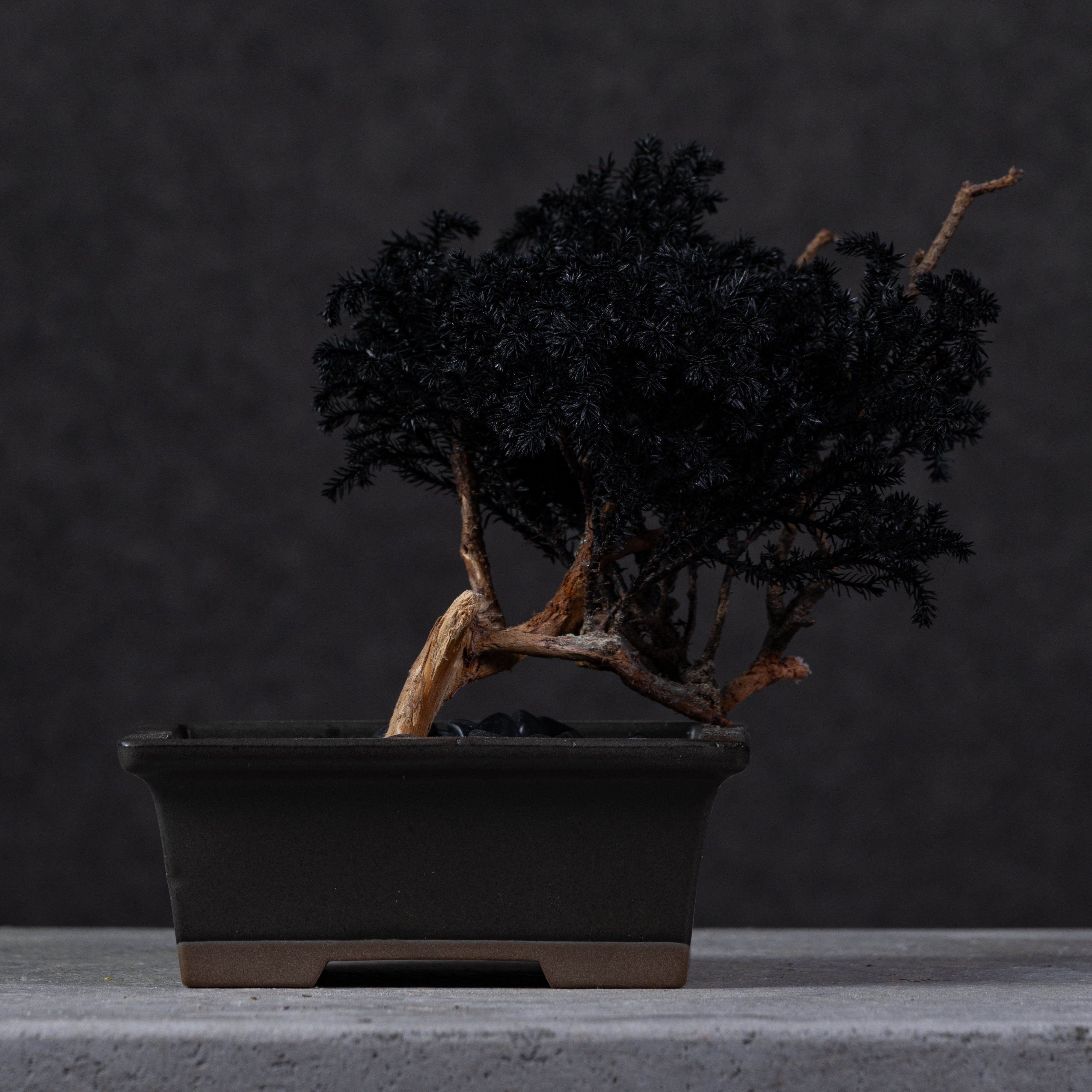 【MEMÉA BONSAI INTERIOR ART 】 S26008