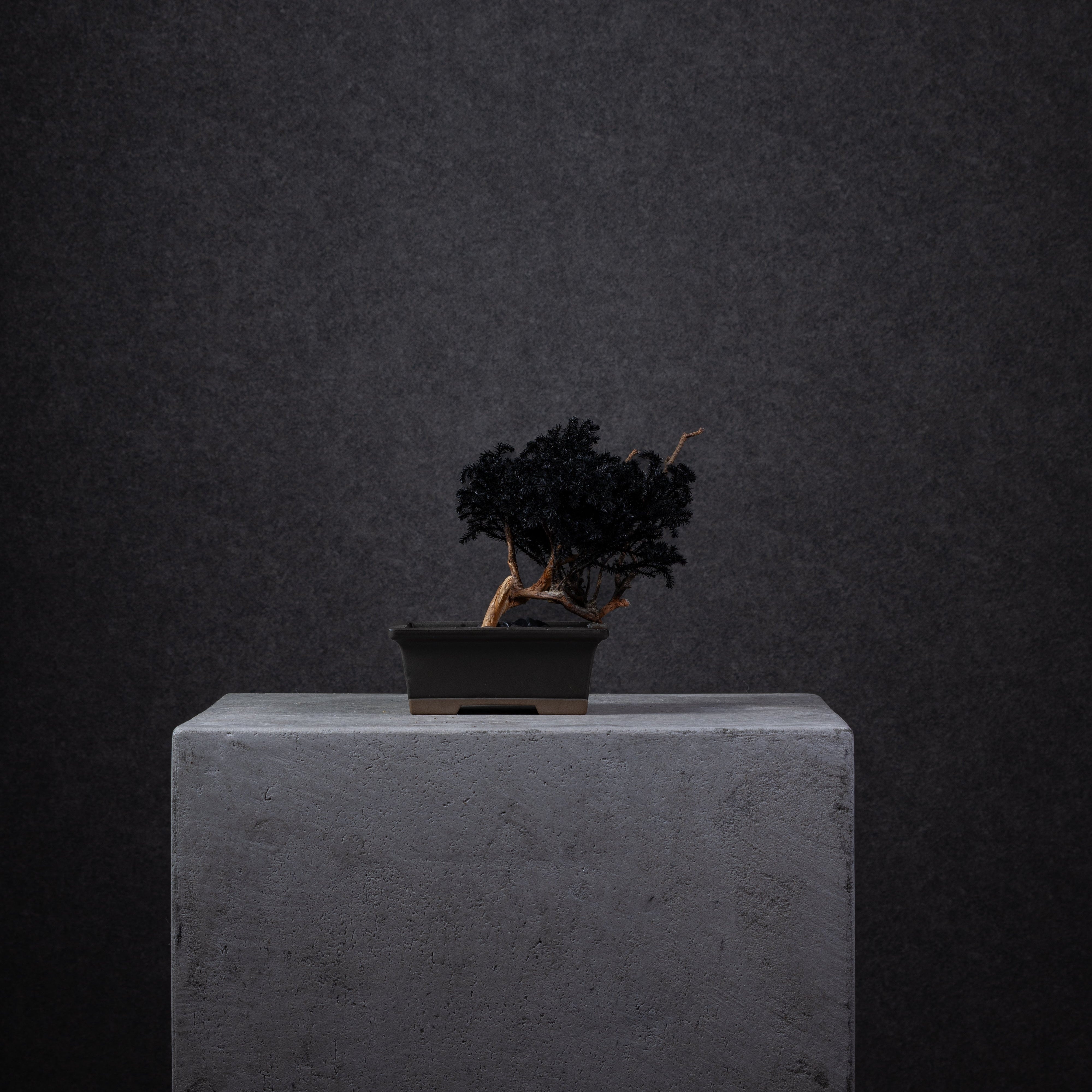 【MEMÉA BONSAI INTERIOR ART 】 S26008