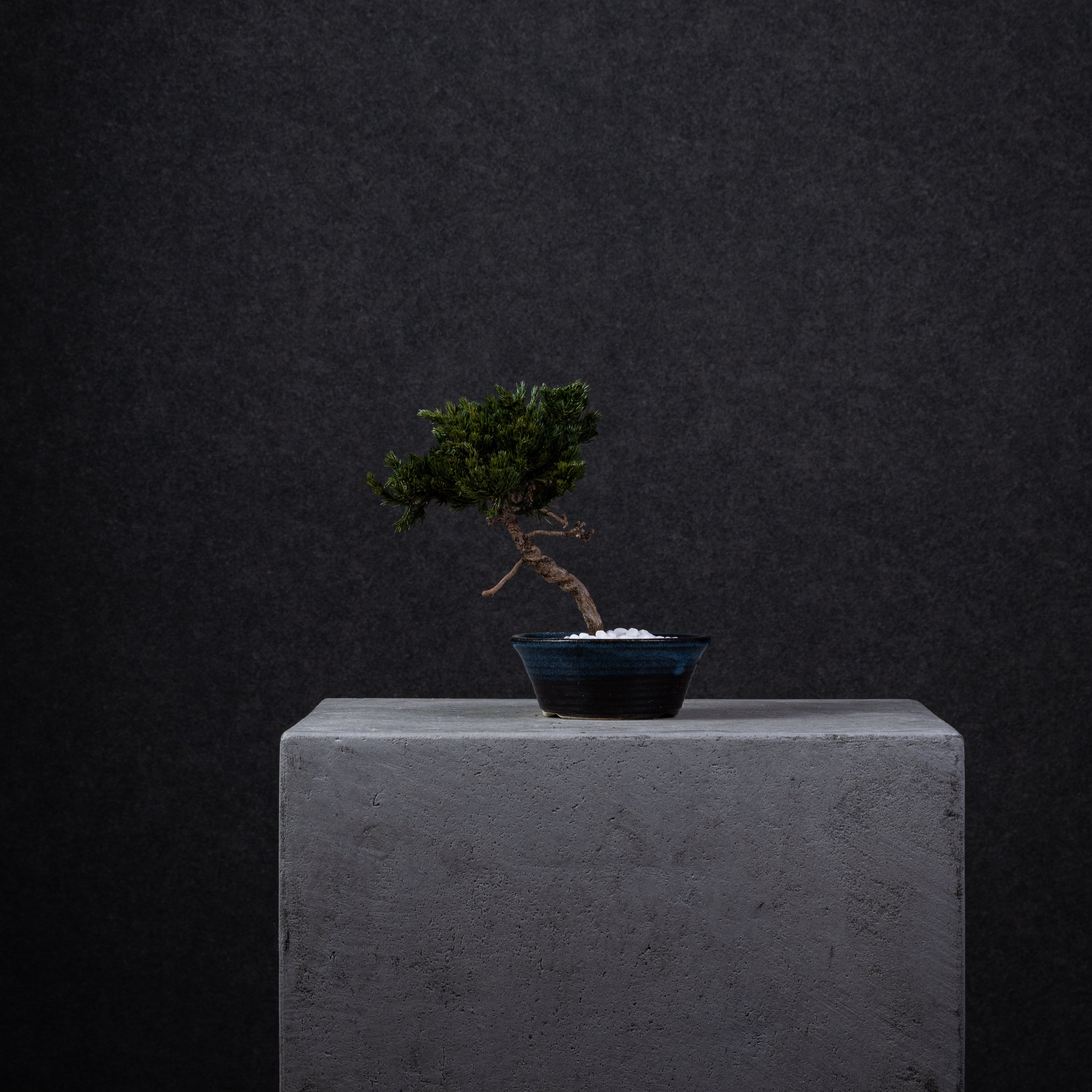 【MEMÉA BONSAI INTERIOR ART 】 M26003