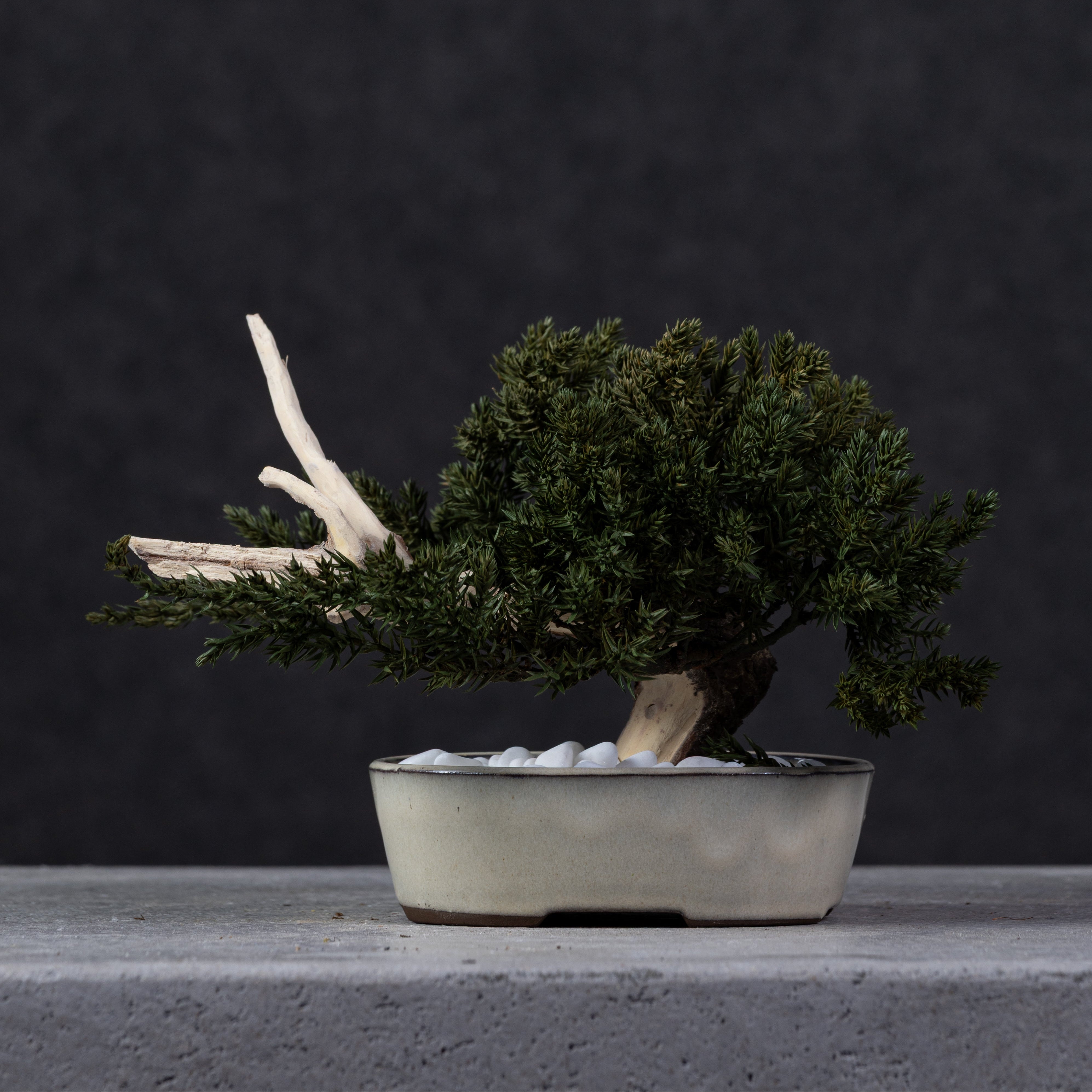 【MEMÉA BONSAI INTERIOR ART 】 S26006