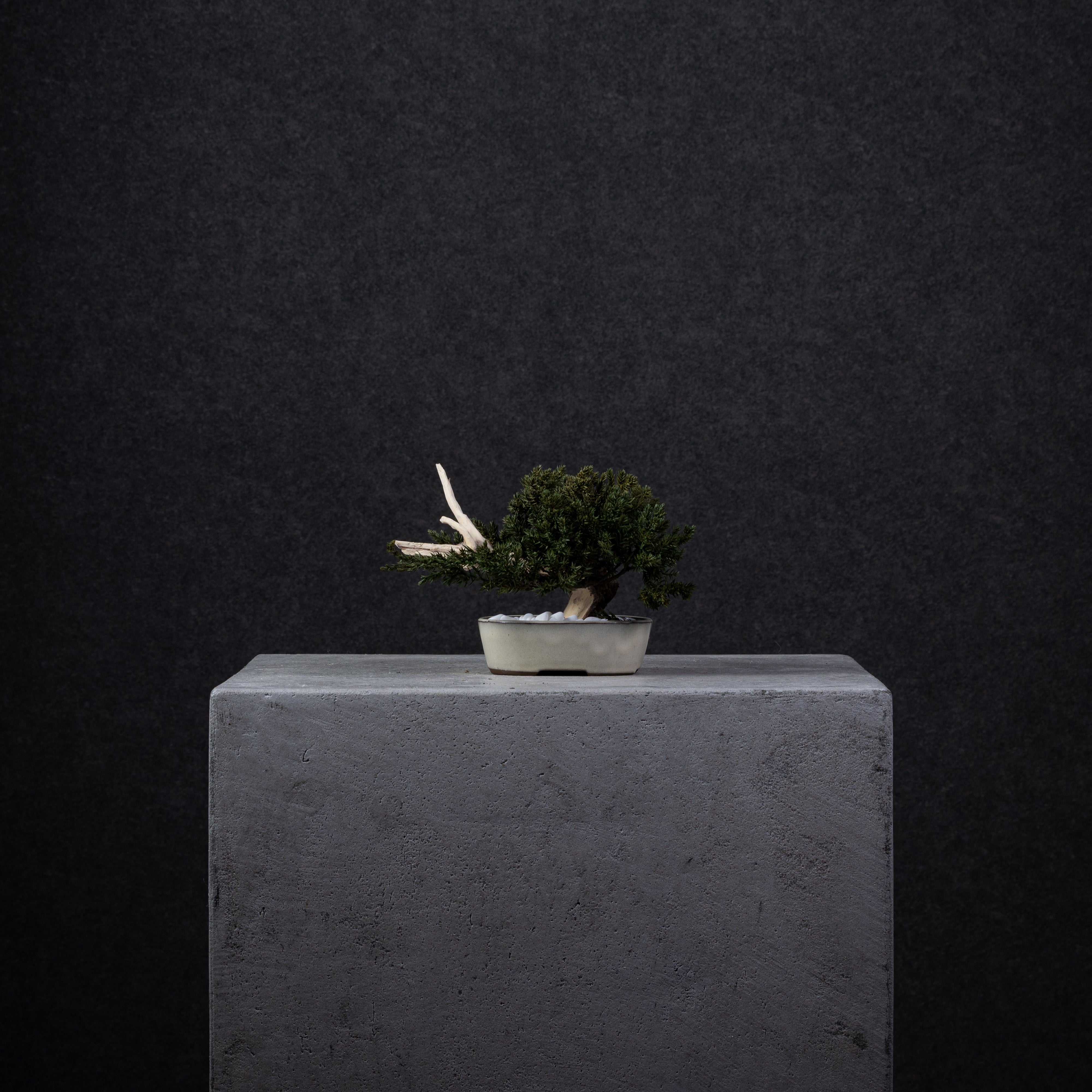 【MEMÉA BONSAI INTERIOR ART 】 S26006