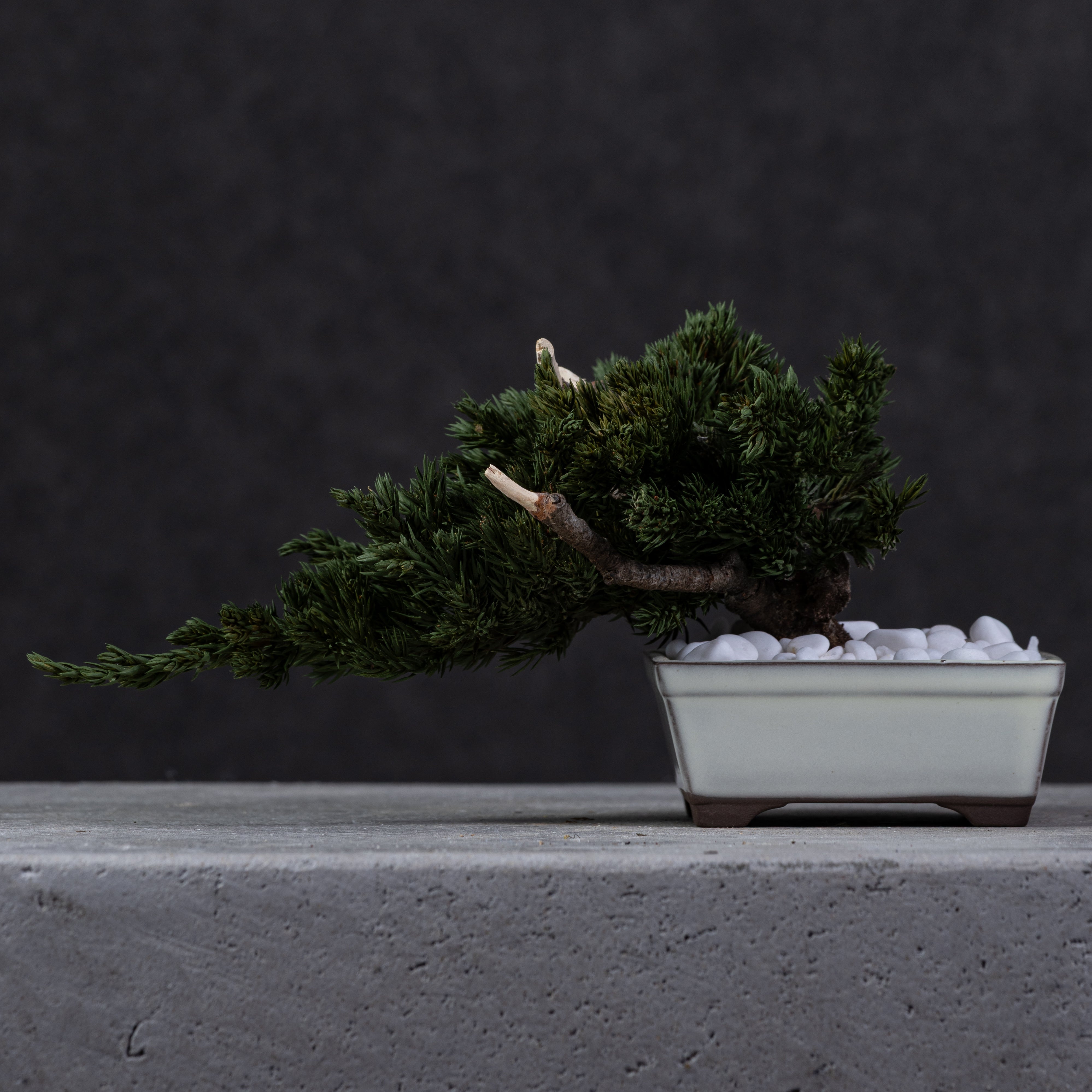 【MEMÉA BONSAI INTERIOR ART 】 S26004