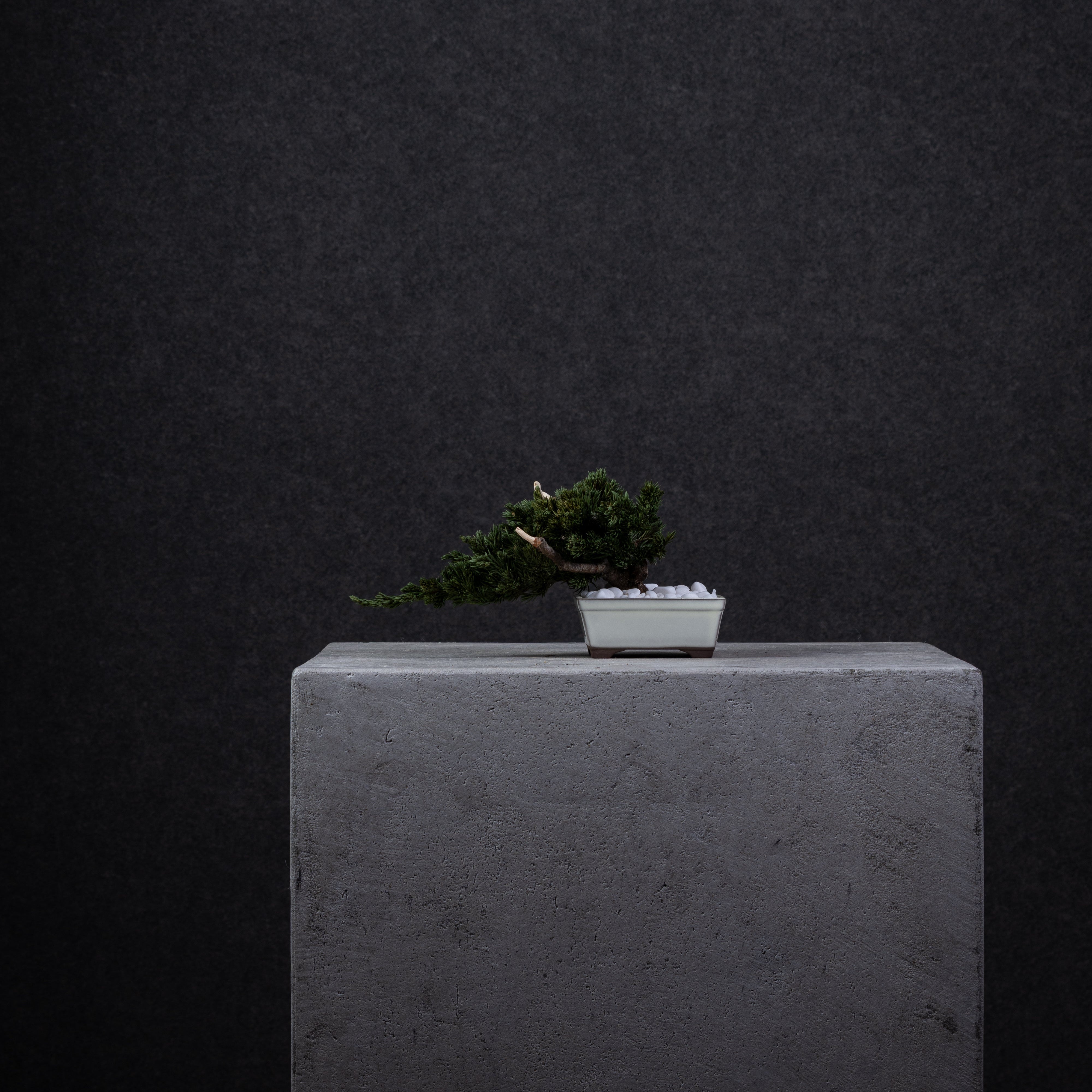 【MEMÉA BONSAI INTERIOR ART 】 S26004