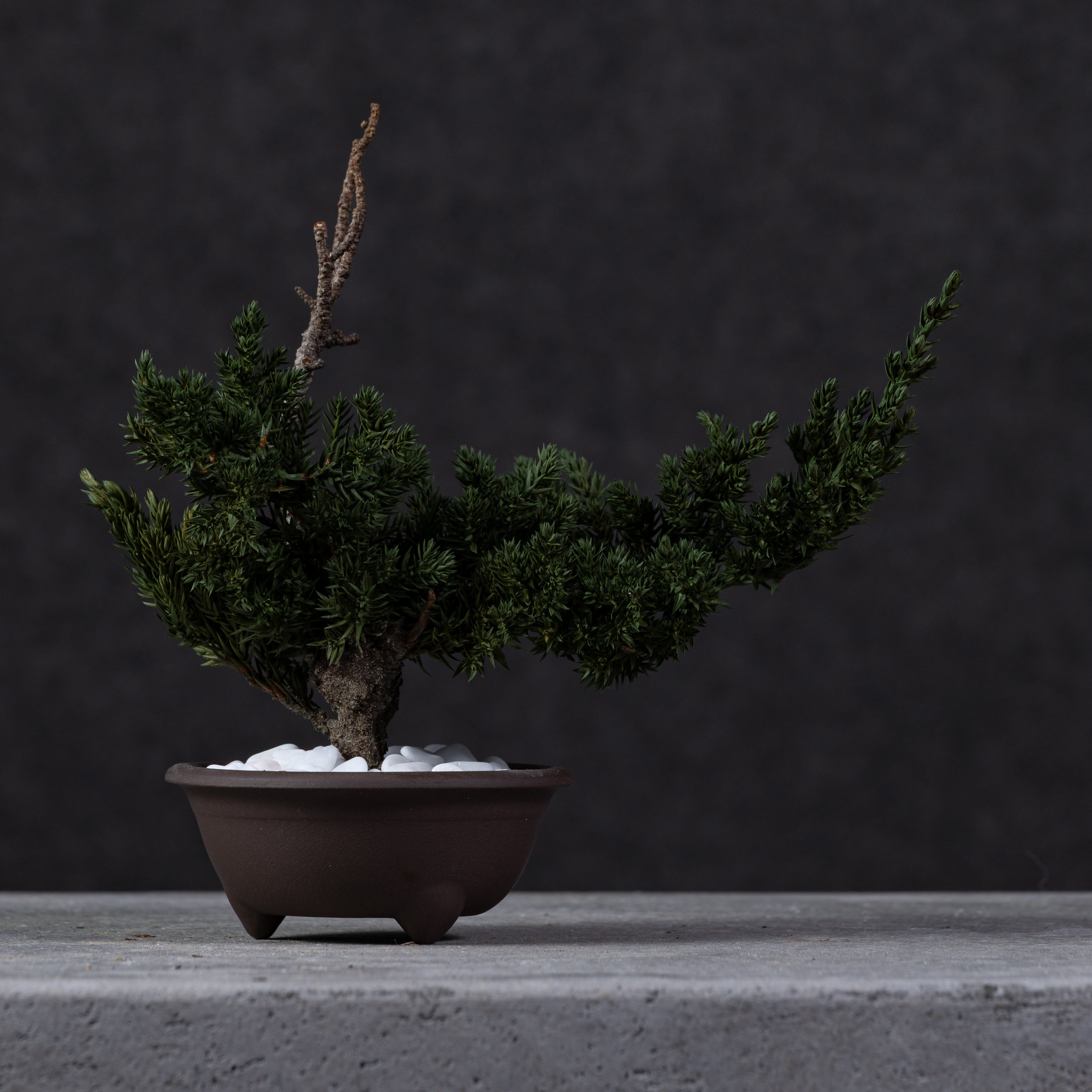 【MEMÉA BONSAI INTERIOR ART 】 S26003