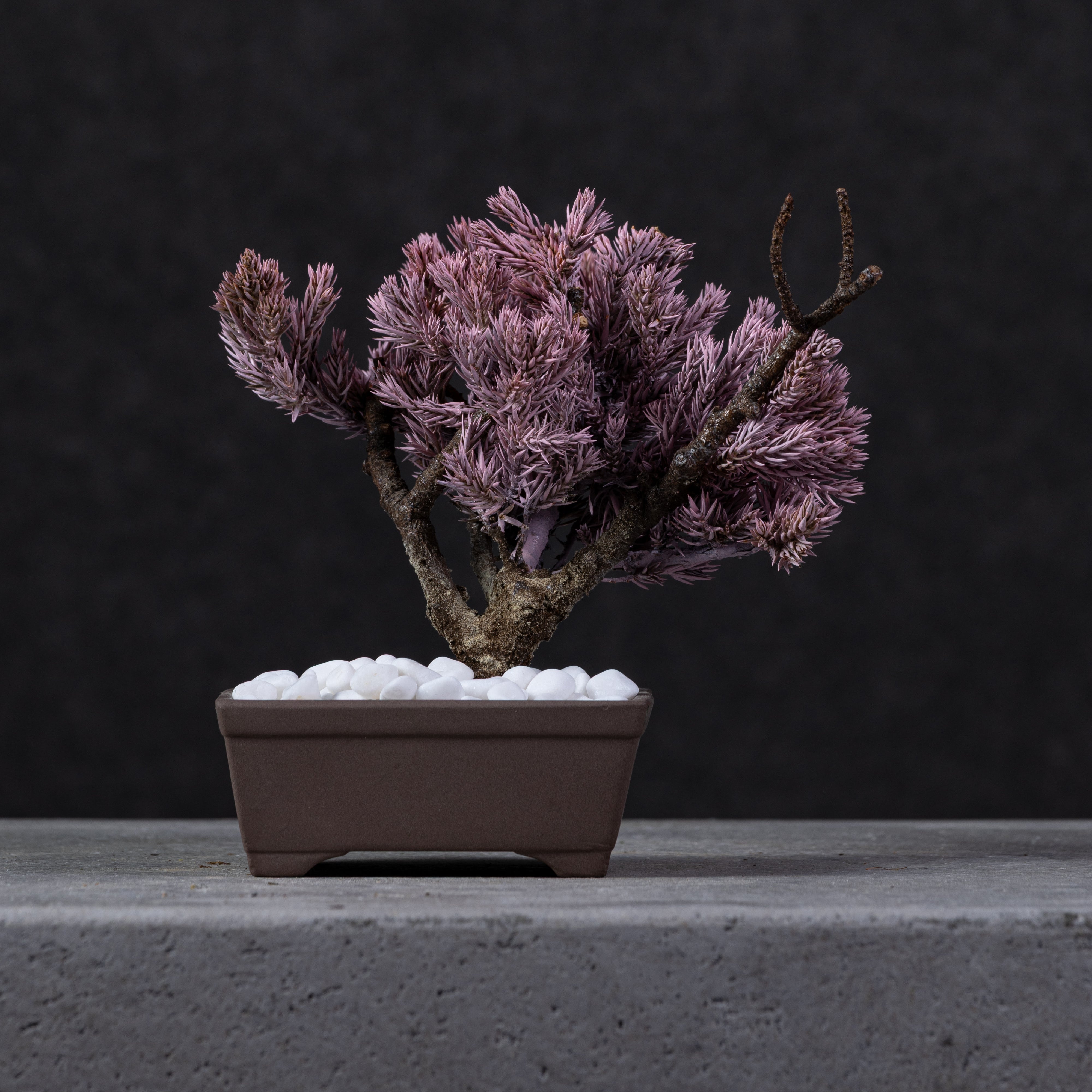 【MEMÉA BONSAI INTERIOR ART 】 S26002