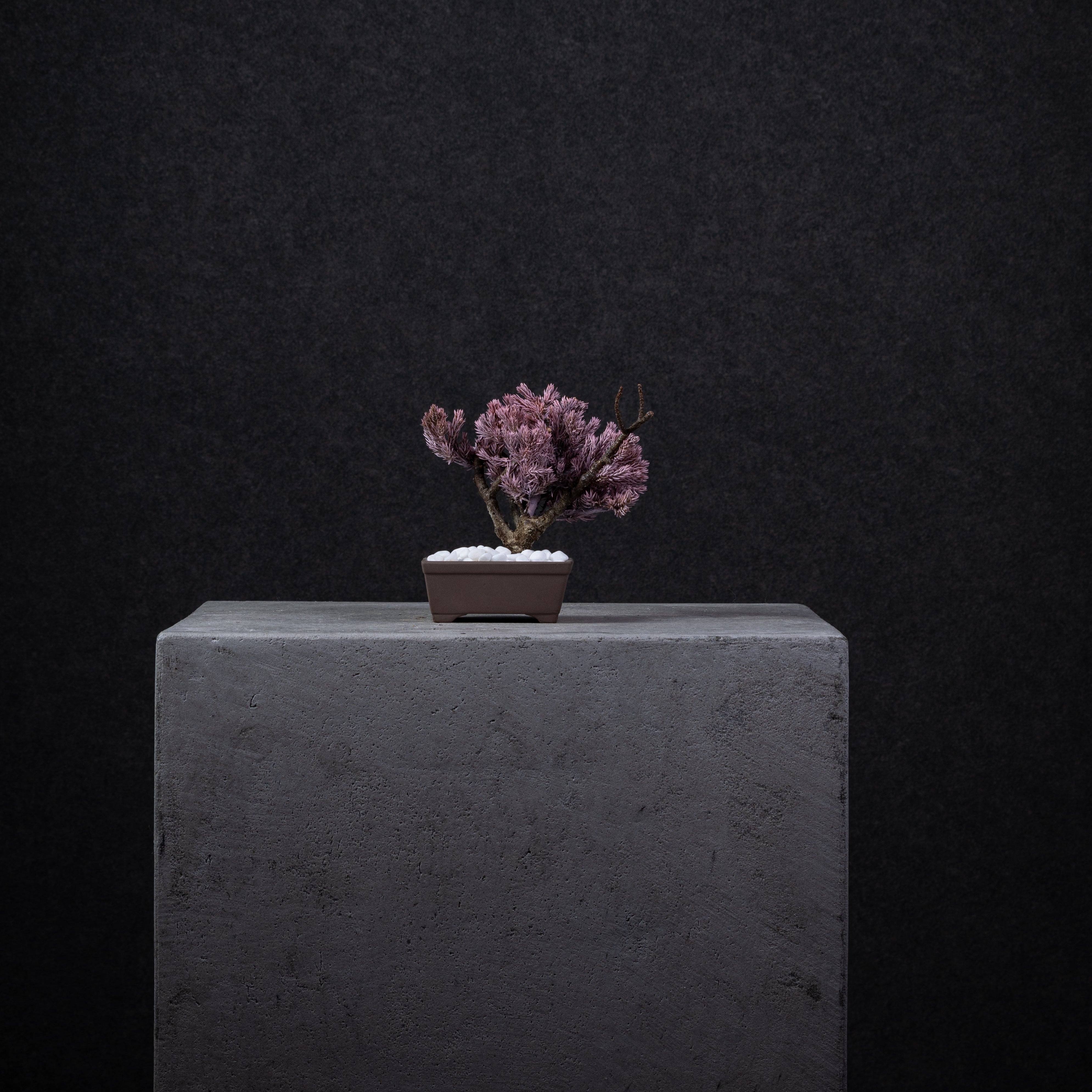 【MEMÉA BONSAI INTERIOR ART 】 S26002