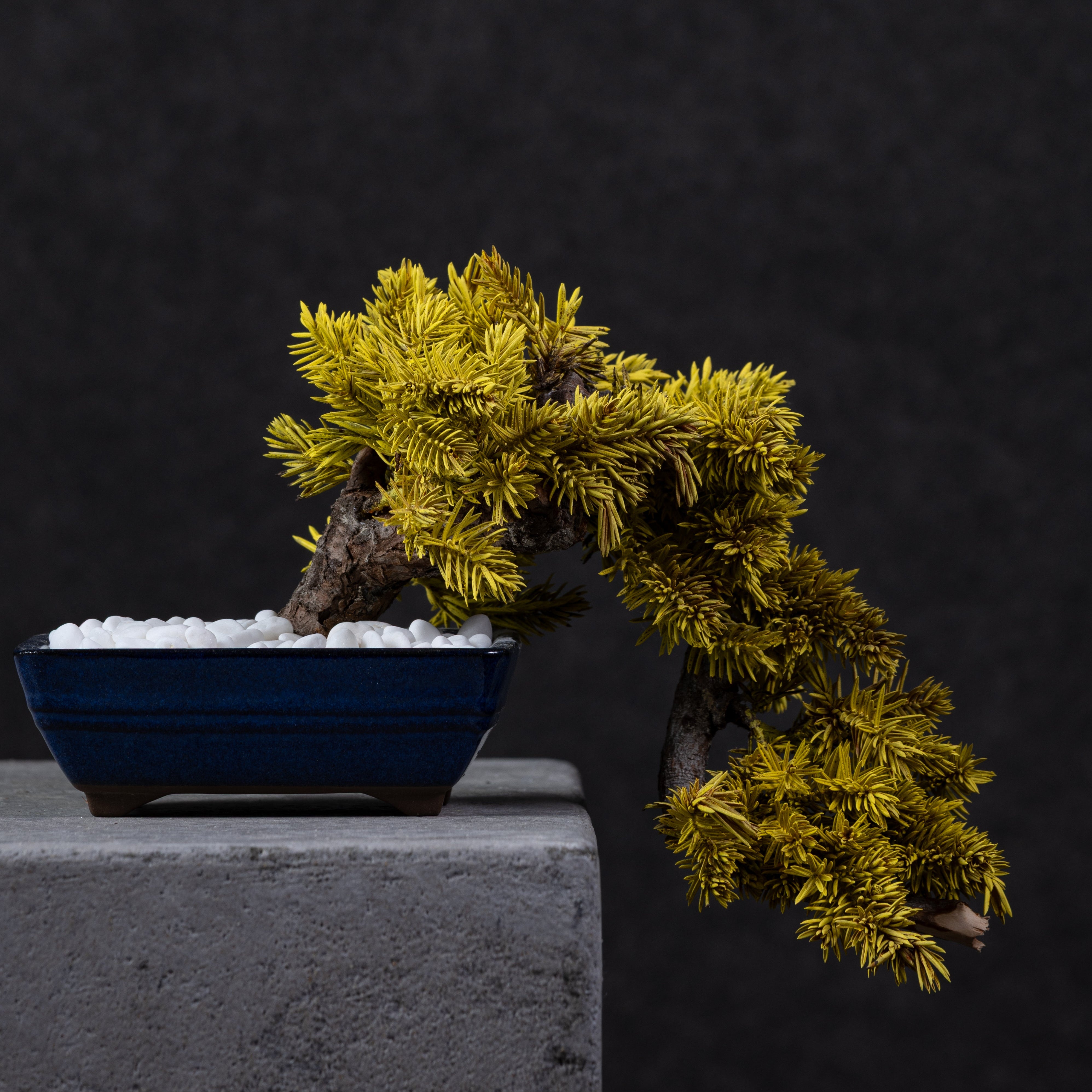 【MEMÉA BONSAI INTERIOR ART 】 S26001